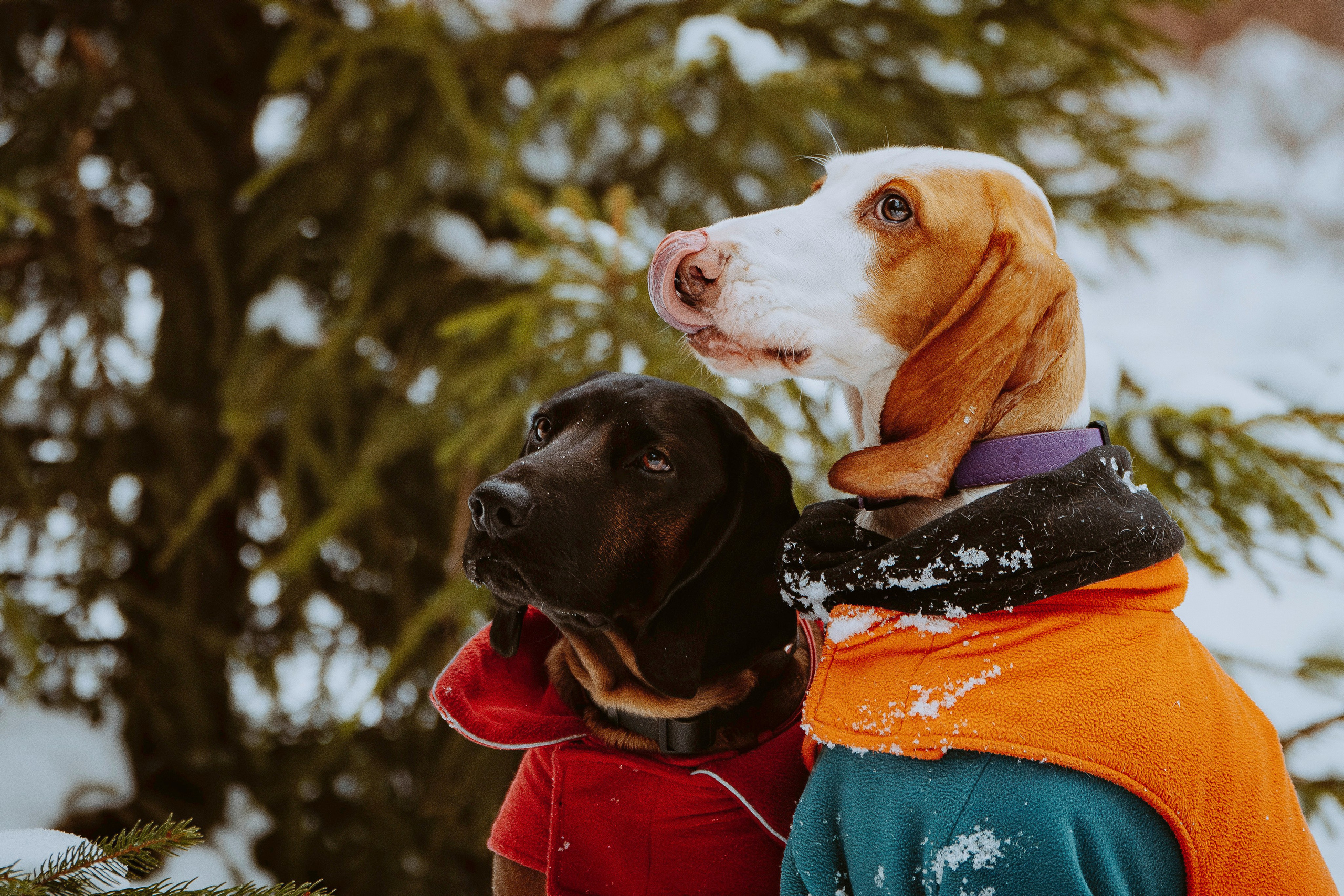 Ольга, Рора и Румпель. Фотограф анималист в Спб недорого Олеся Майорова