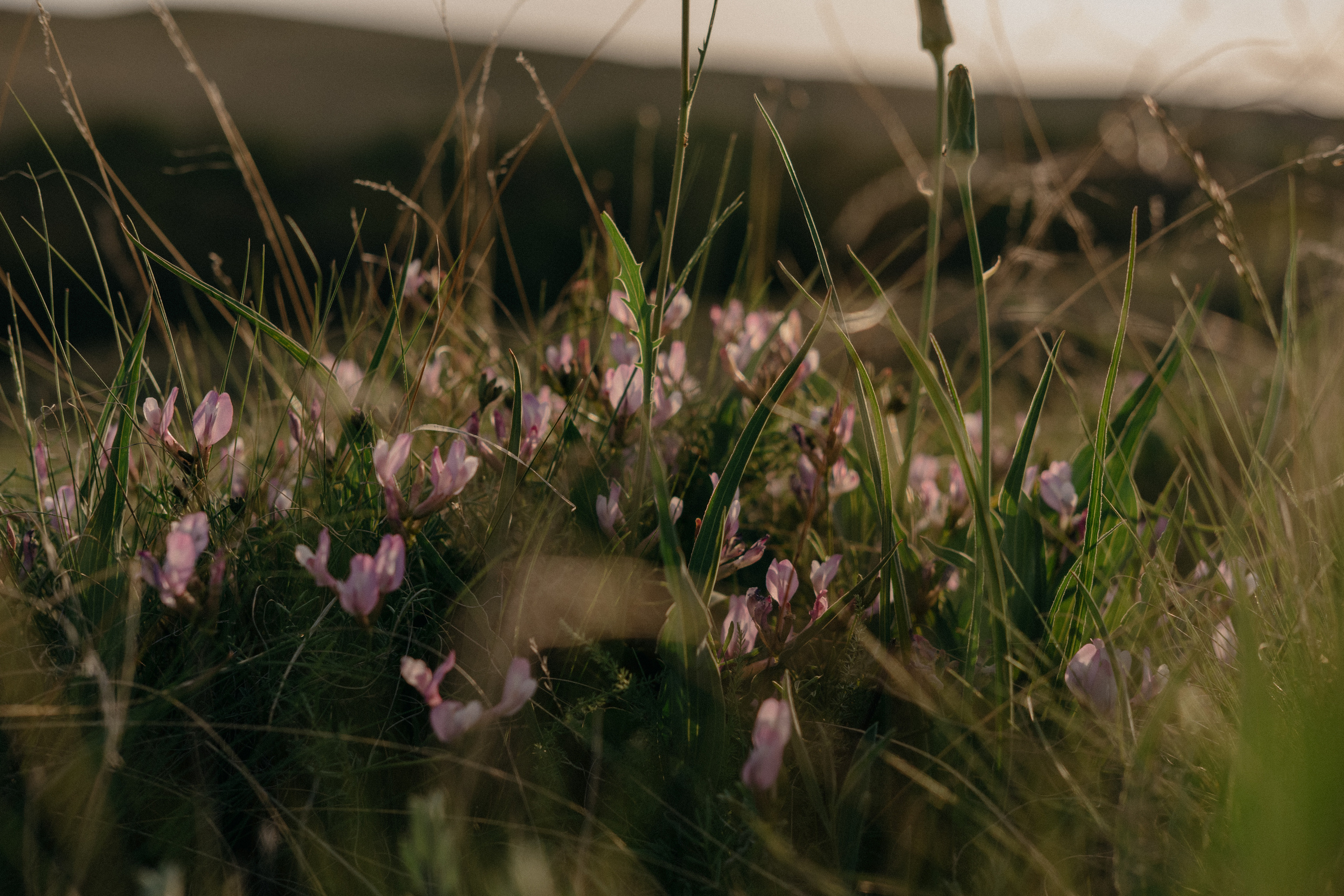 Воздушный змей. Семейный фотограф в Оренбурге Юлия Зиборева