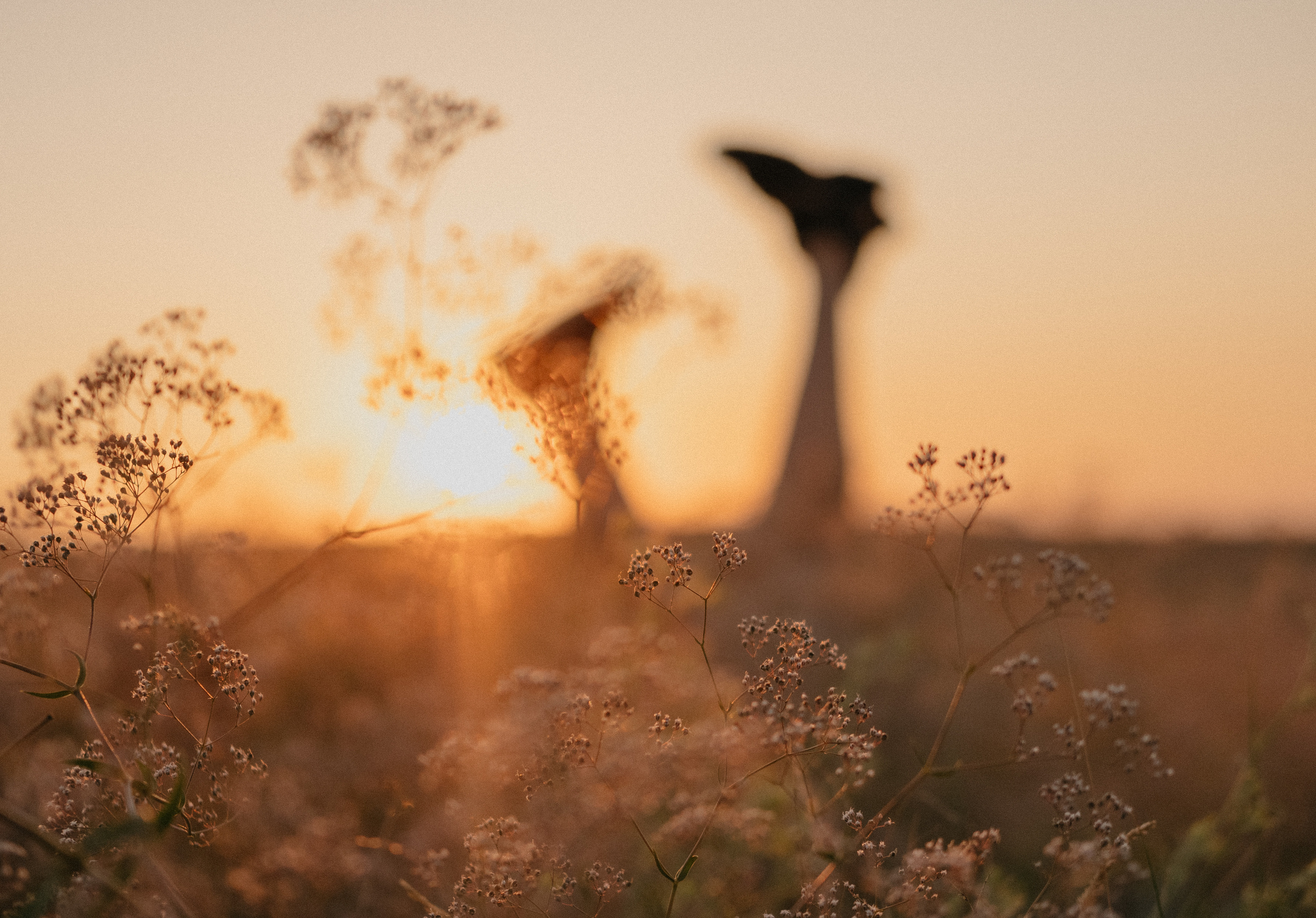 Летний закат вместе с Бубой. Семейный фотограф в Оренбурге Юлия Зиборева