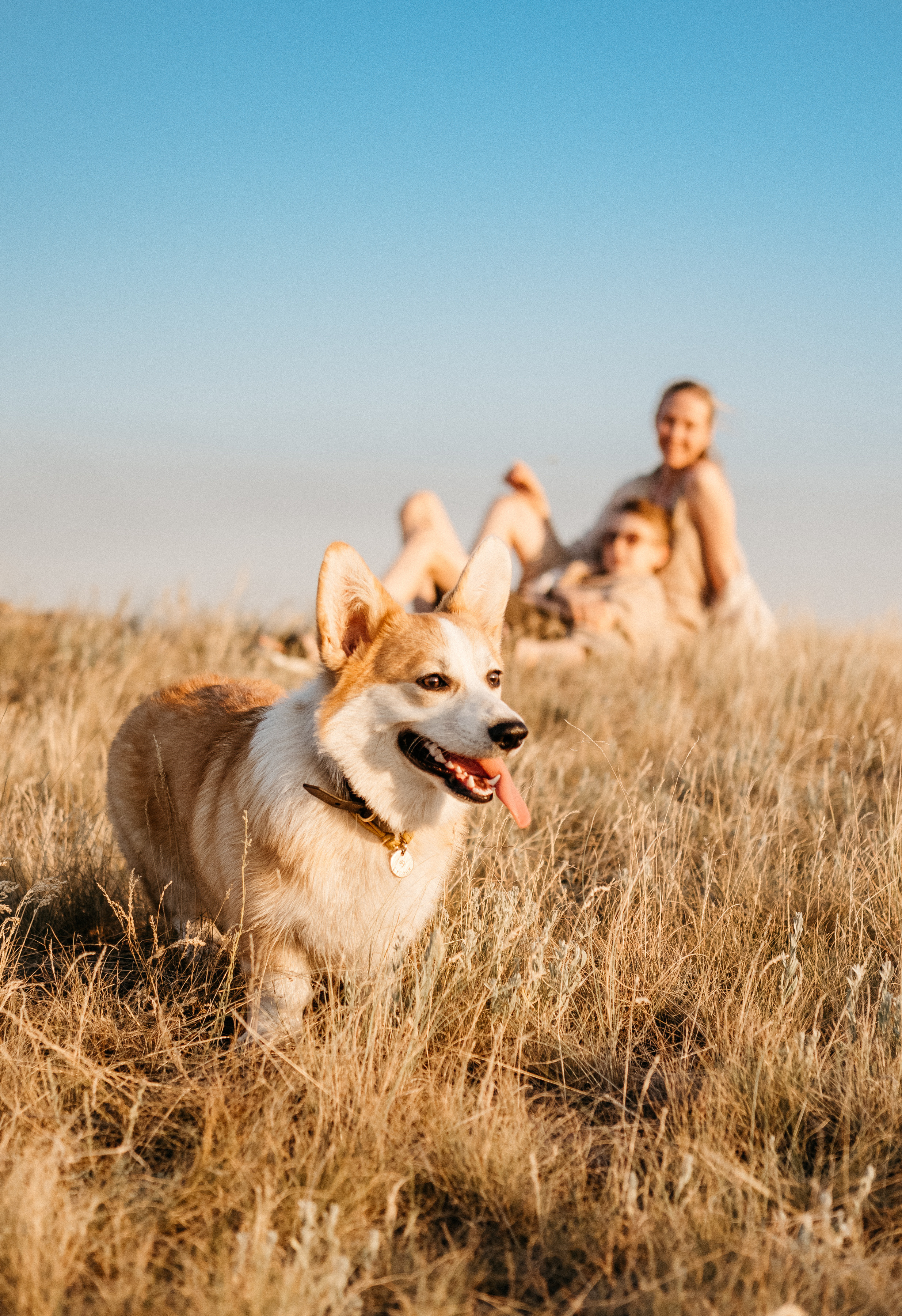 Летний закат вместе с Бубой. Семейный фотограф в Оренбурге Юлия Зиборева
