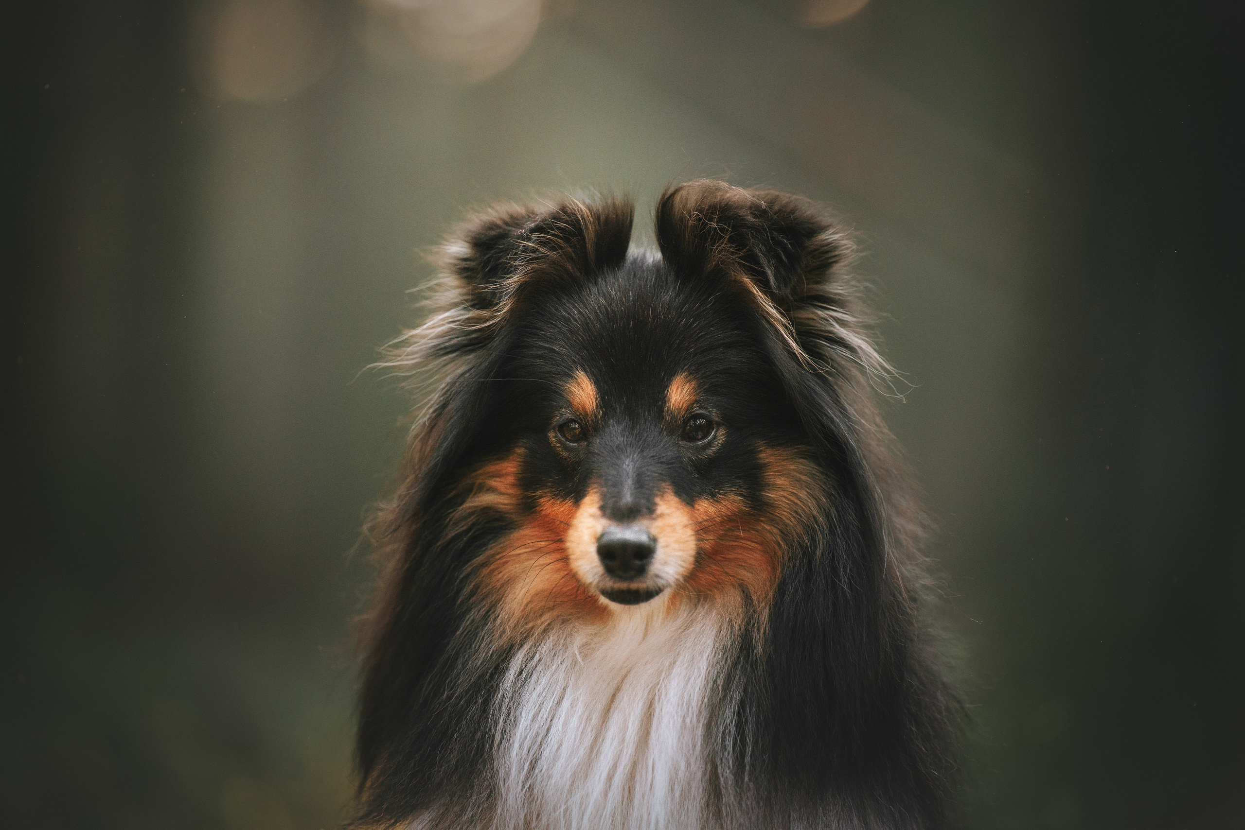 Мила и Лейла. Фотограф анималист Осипчикова Мария