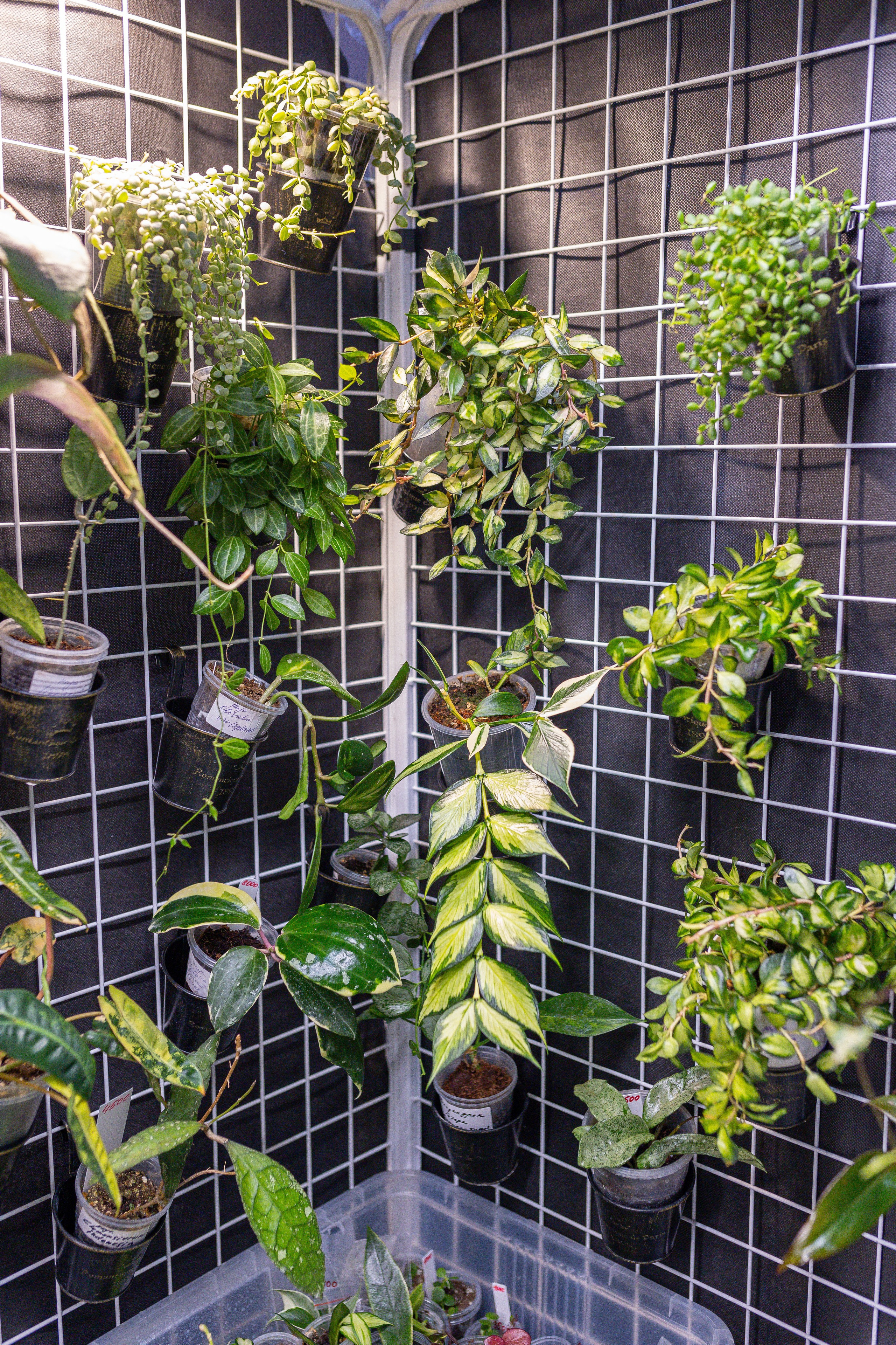 Орхидиум 12.2025. Александра Куликова фотограф, Москва