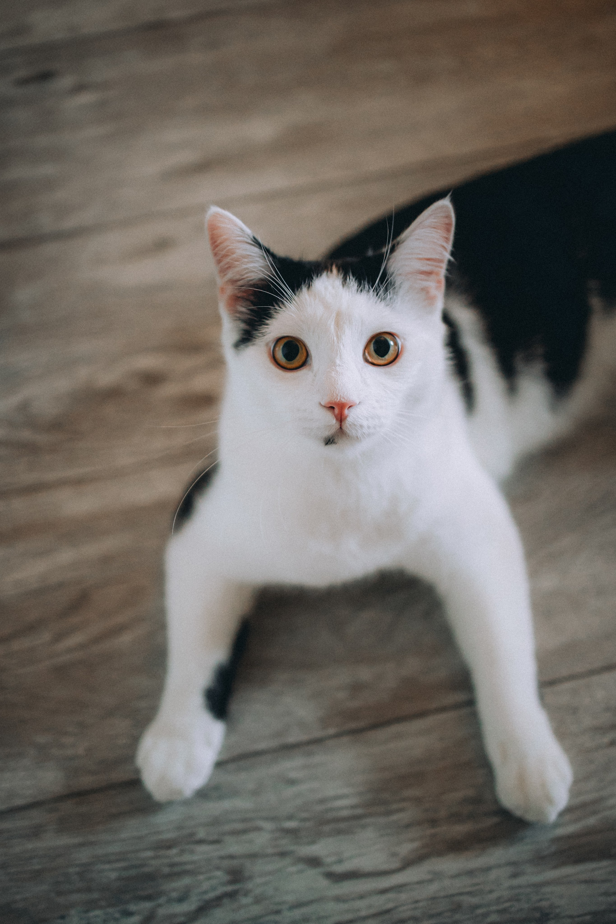 Рыся, Кепа и их семья