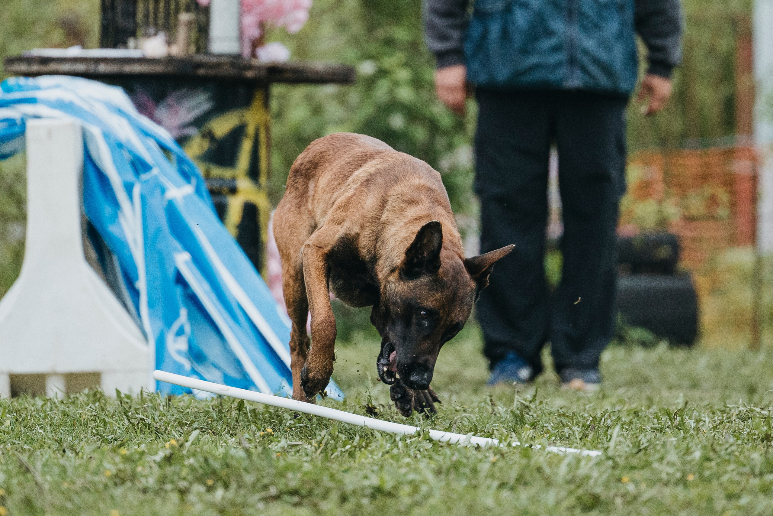 26.05.25 г. Пушкин квалификационные соревнования. Фотограф-анималист Анна Маринич
