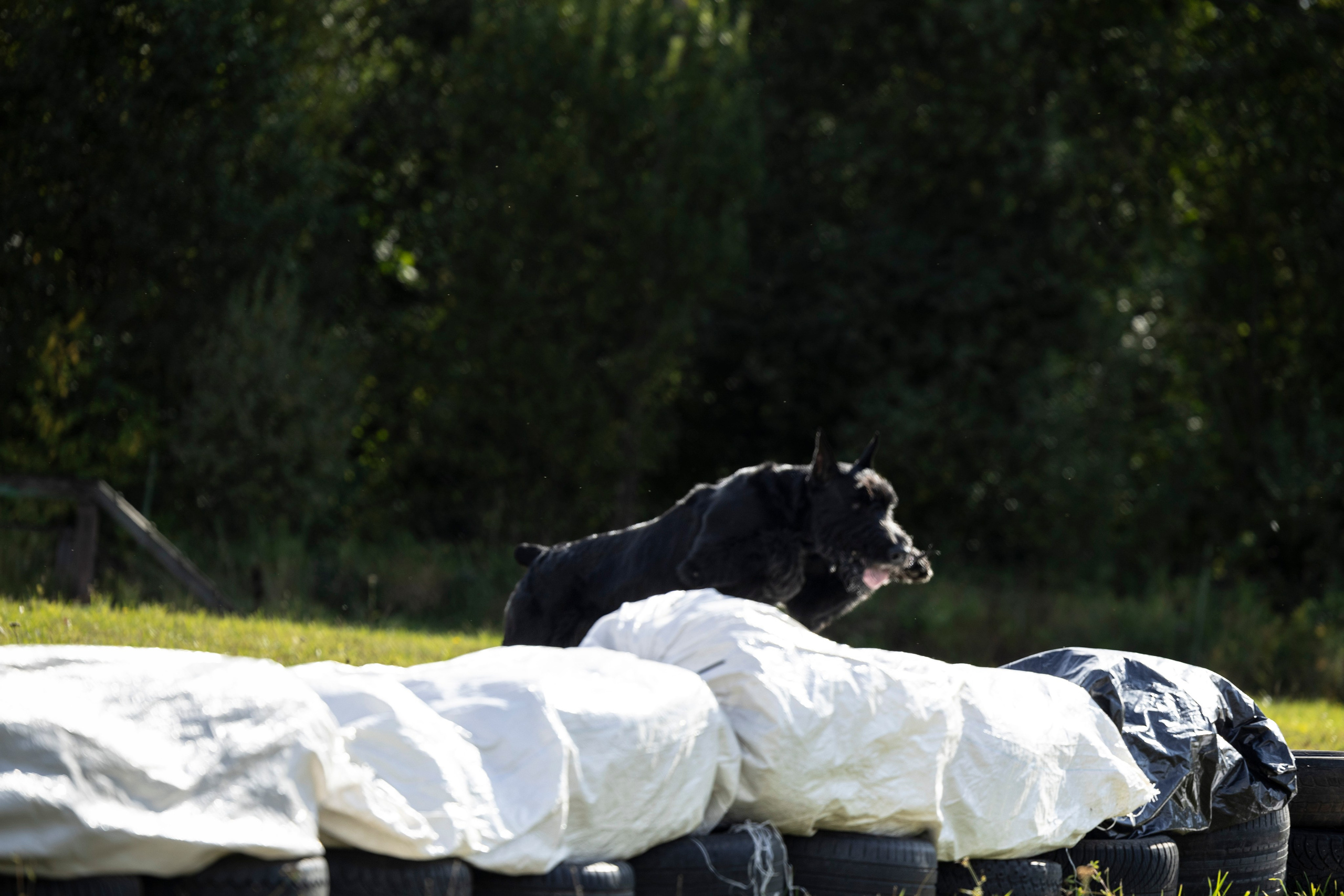 Испытания по Мондьорингу г. Пушкин. Фотограф-анималист Анна Маринич