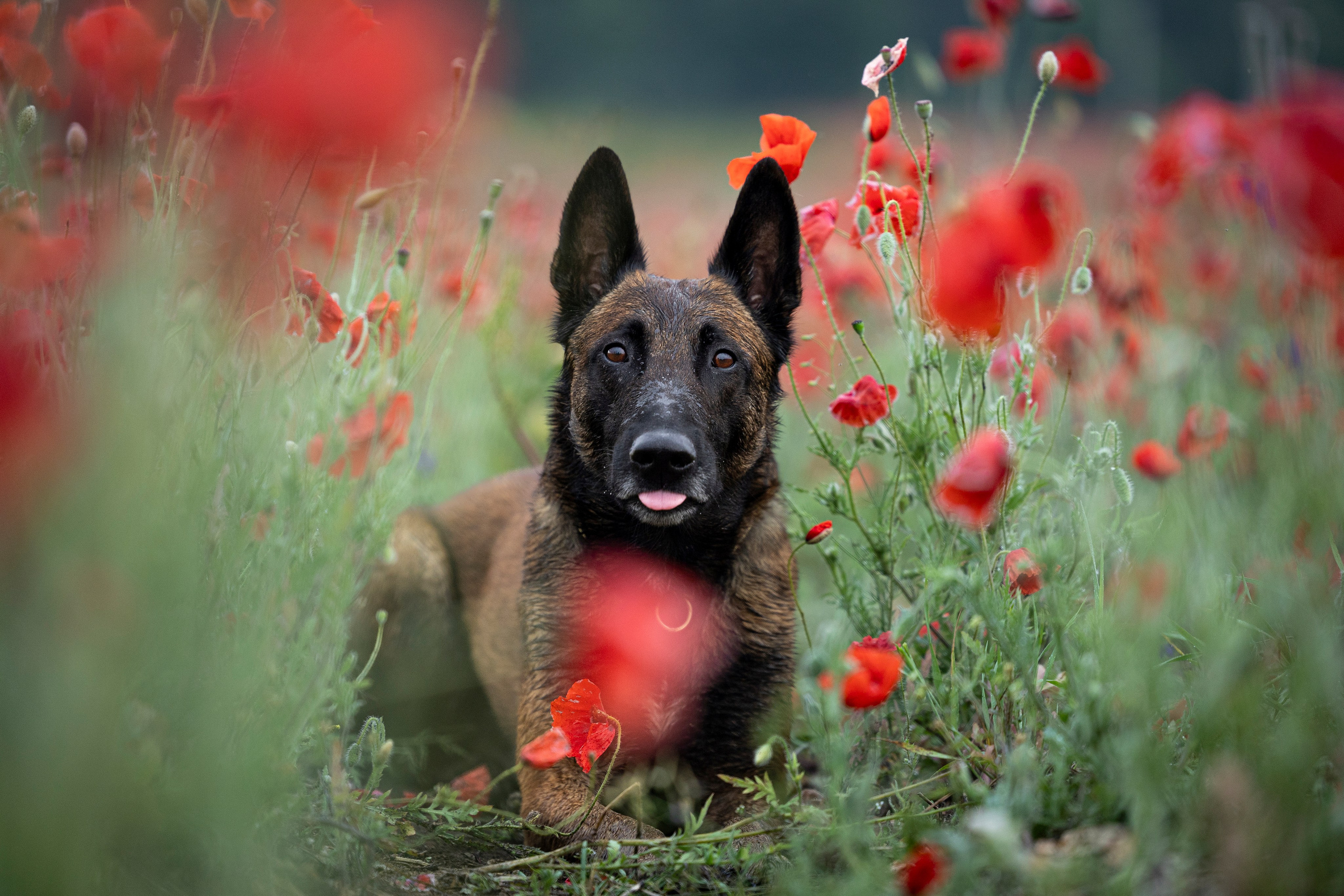Маковое поле. Фотограф-анималист Анна Маринич