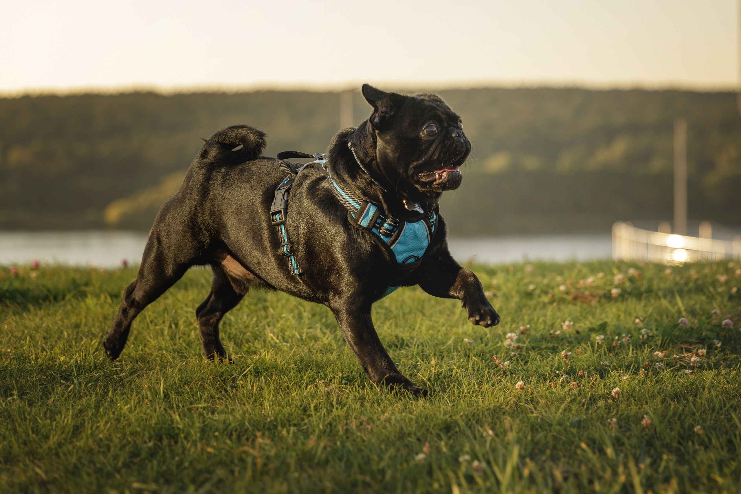 Ольга, Степан и Финик. Фотограф-анималист в Калуге Мария Шерскова