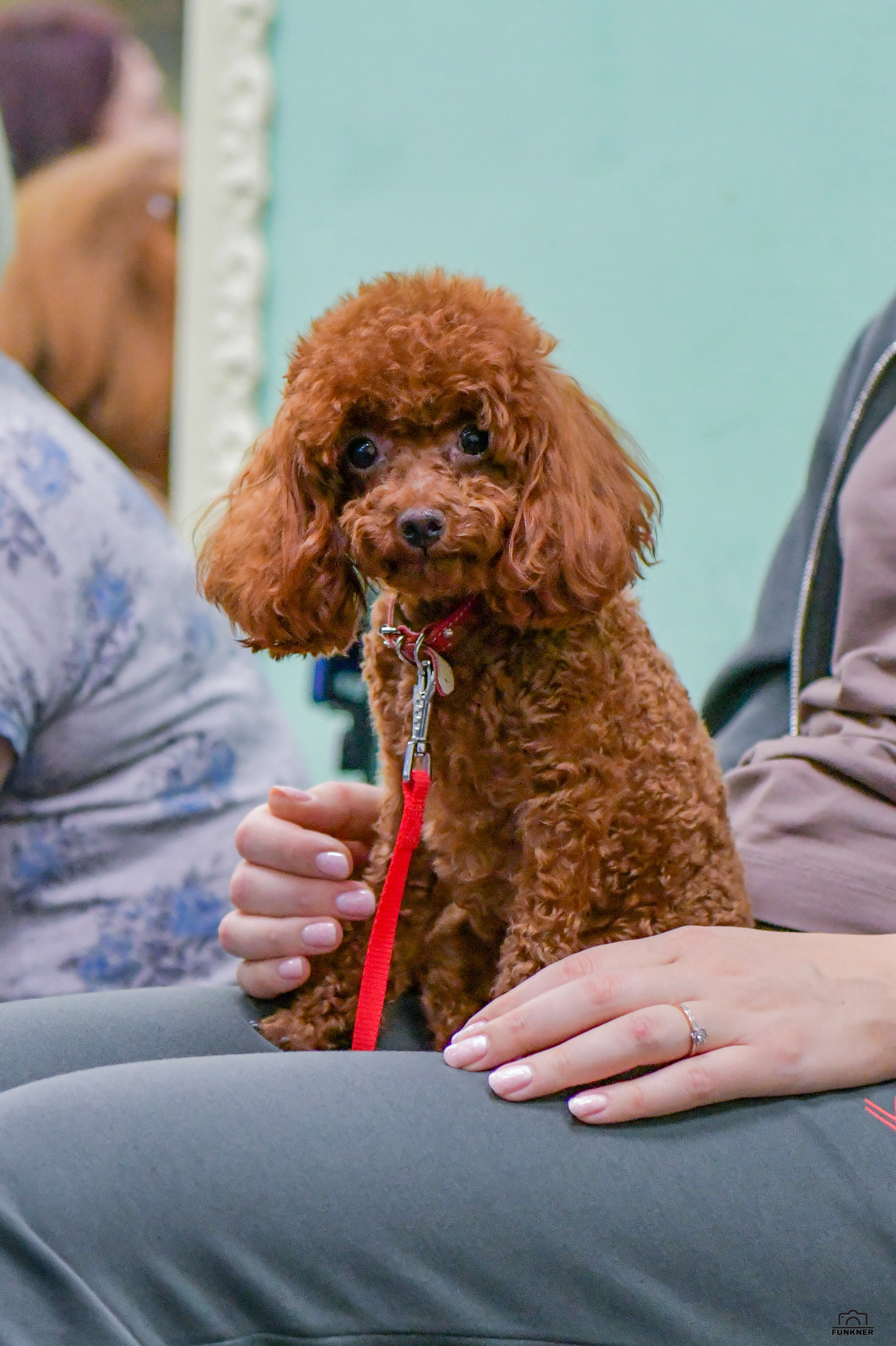 Кинологический клуб «Бодрый хвост». Свой взгляд через объектив