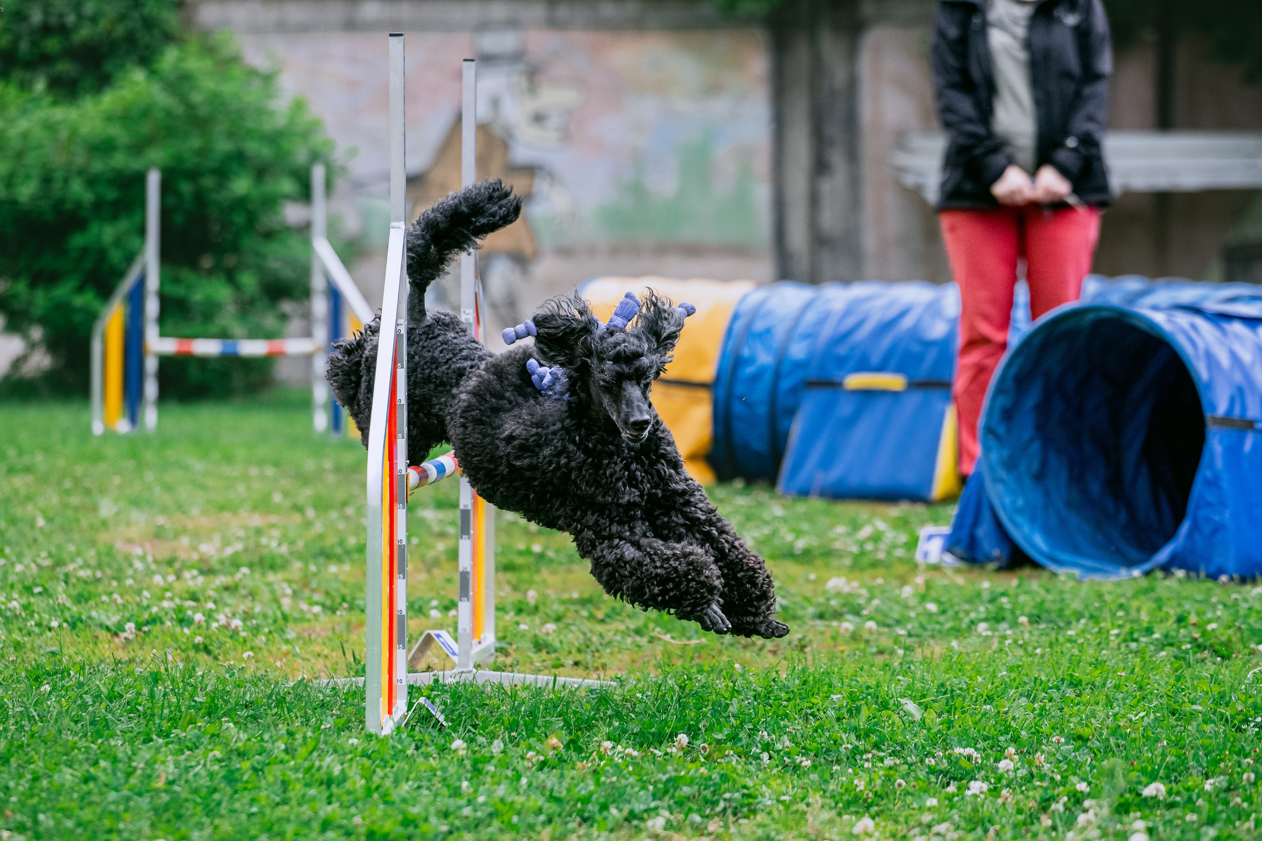 Соревнования по аджилити Долгопрудный 30.06.2025. Фотограф-анималист Татьяна Степанова