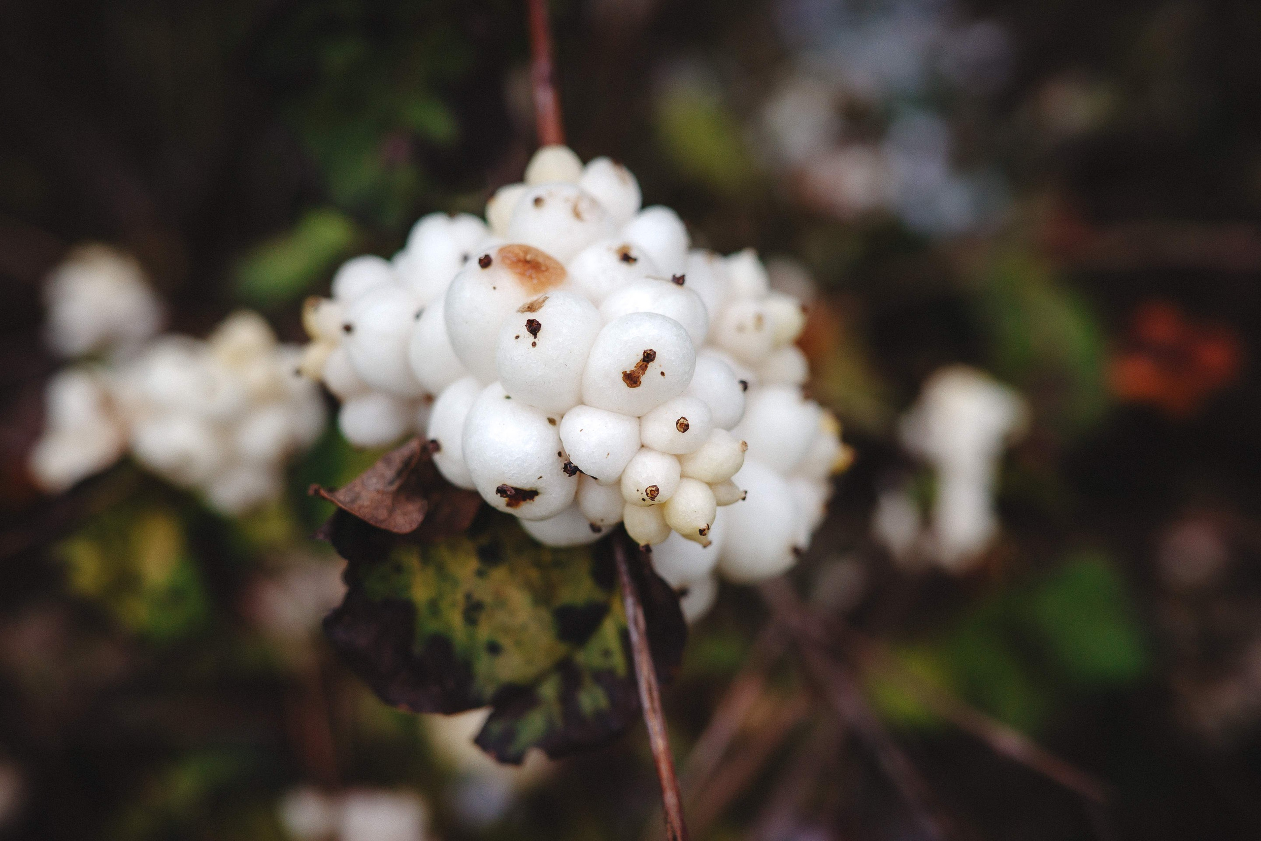 2023.11. Фотограф Алексей Алексеев