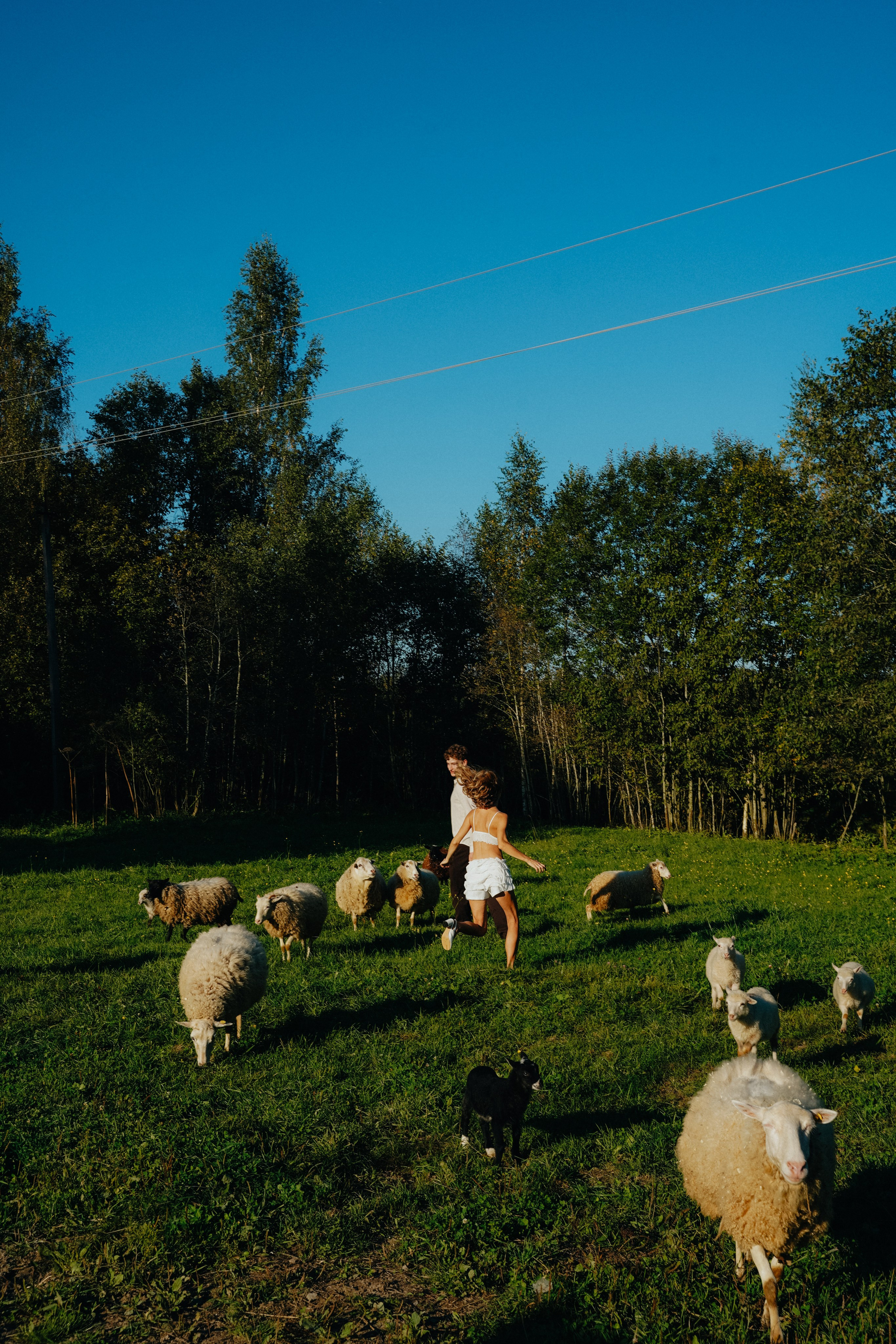 Свадьба на ферме