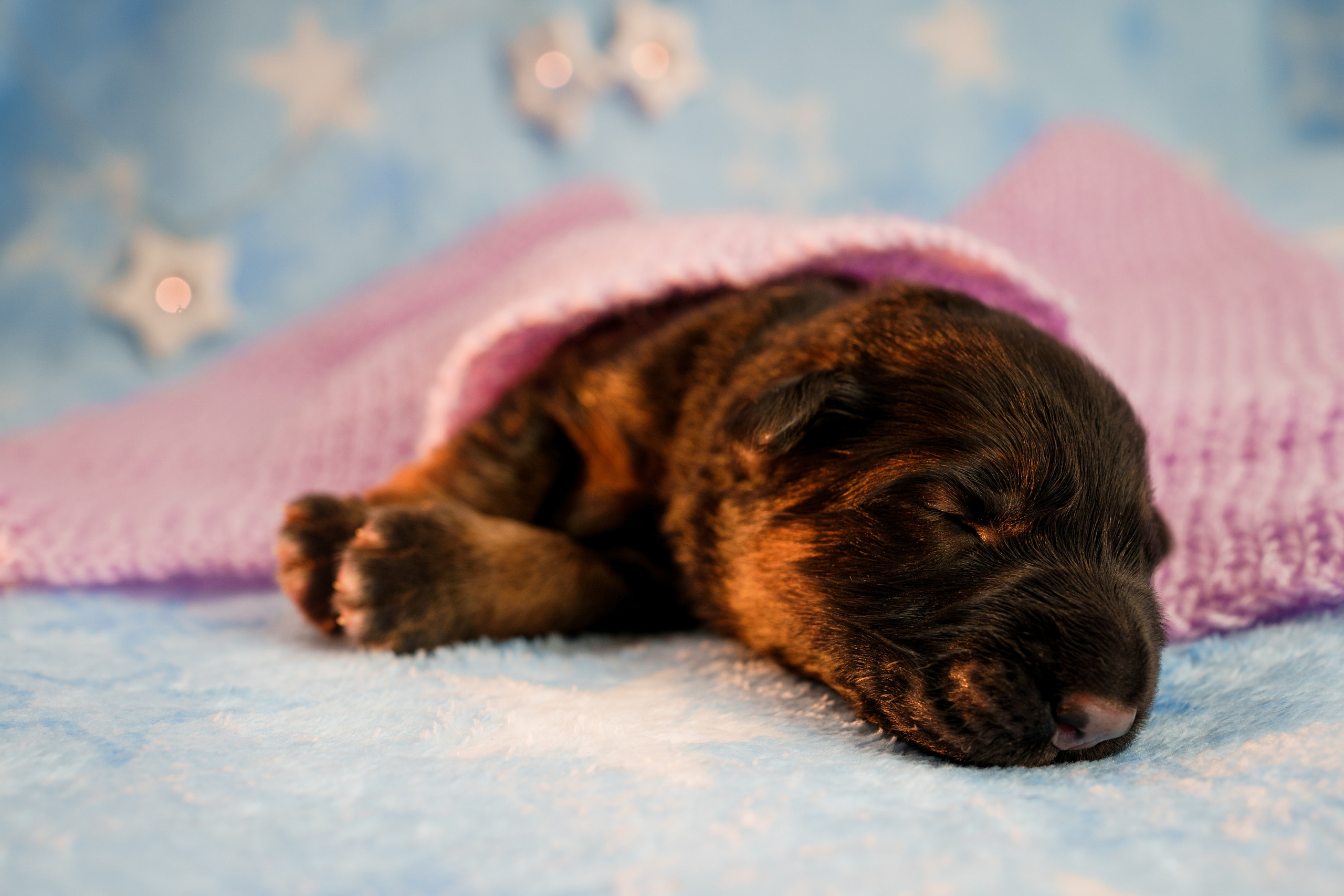 Новорожденные немецкие овчарки. Фотограф-анималист Анастасия Большакова