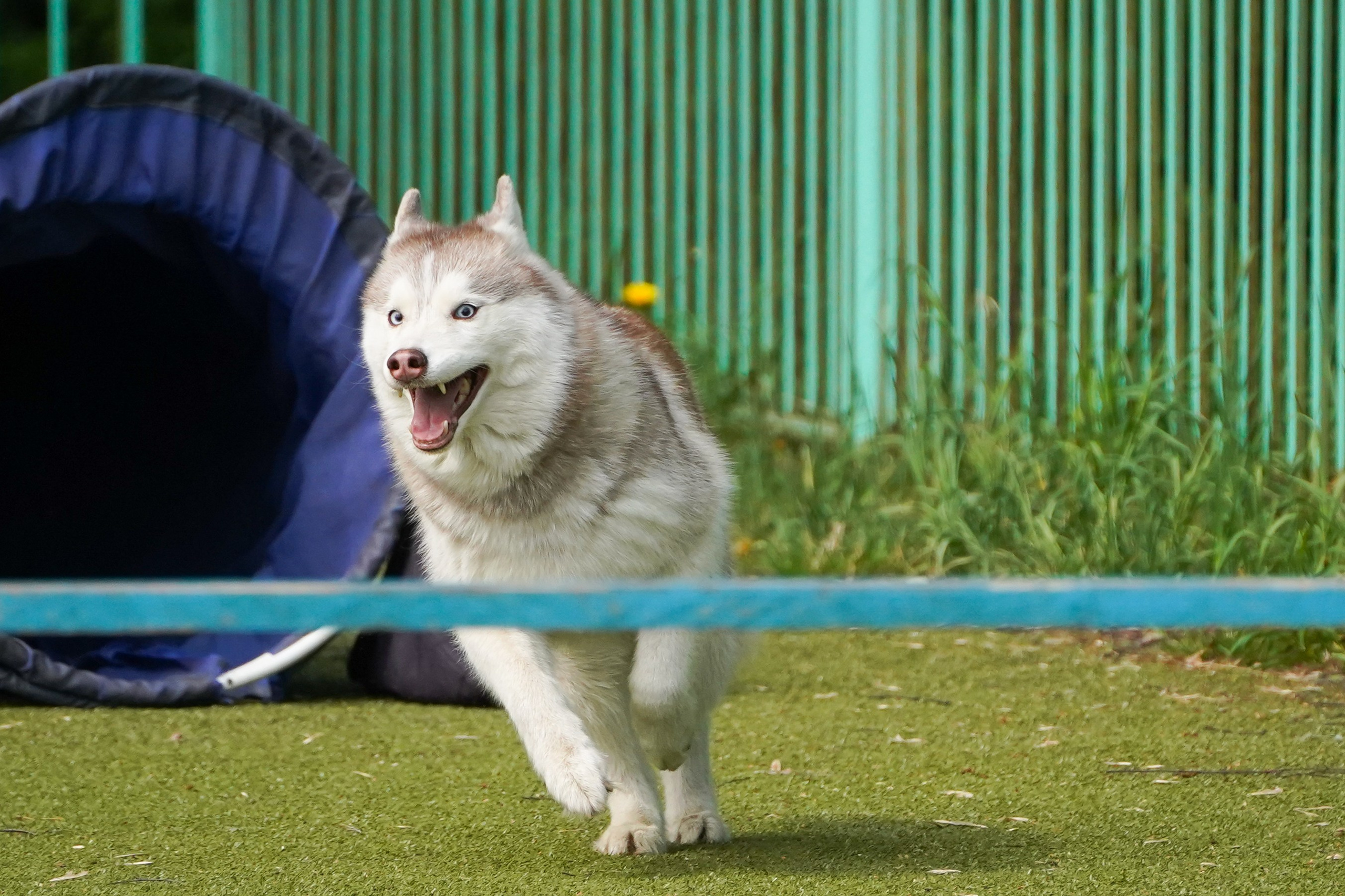 Аджилити 25.05.24, Санкт-Петербург. Фотограф-анималист Анастасия Большакова