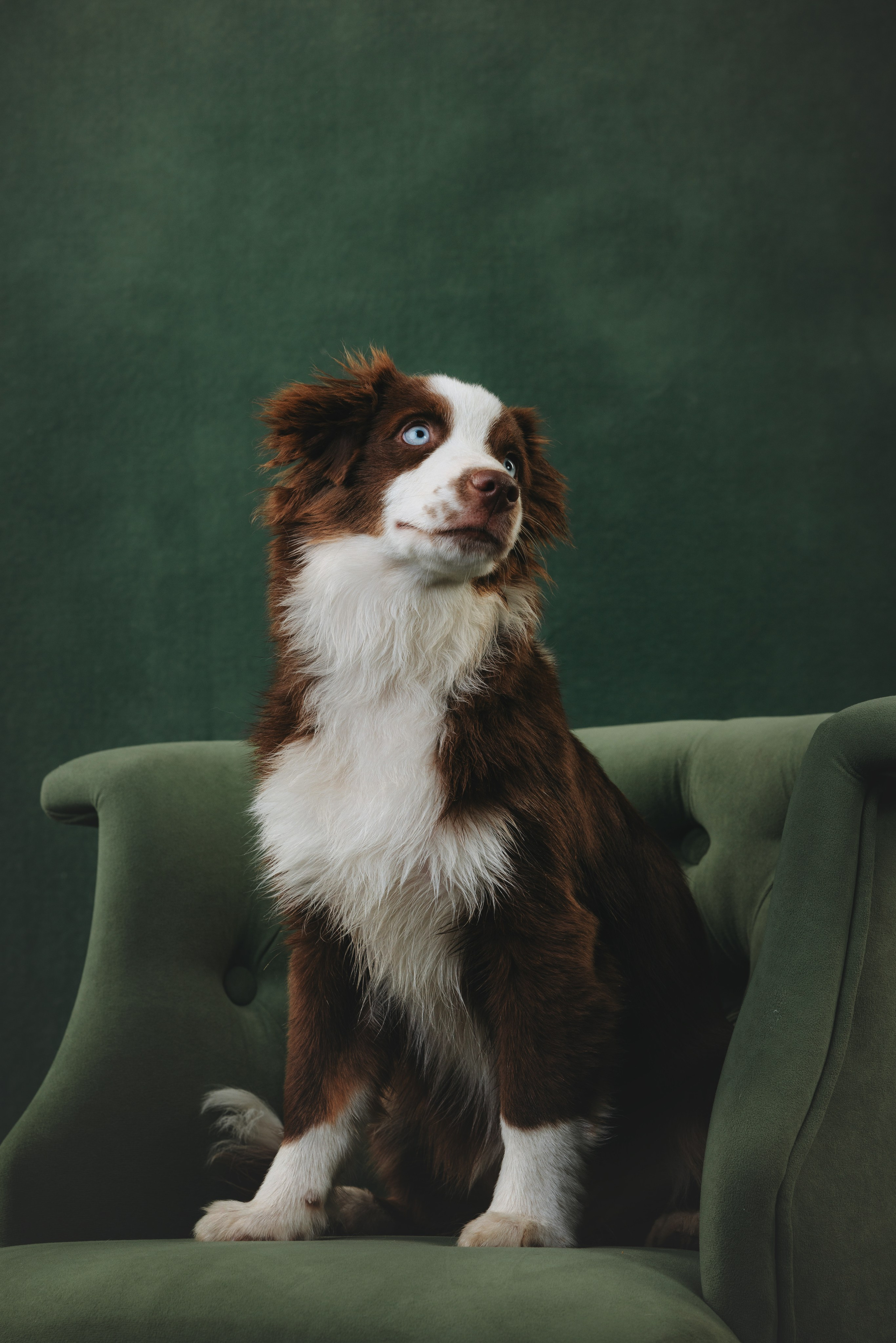 Миниаусси Дайс. Фотограф анималист Осипчикова Мария