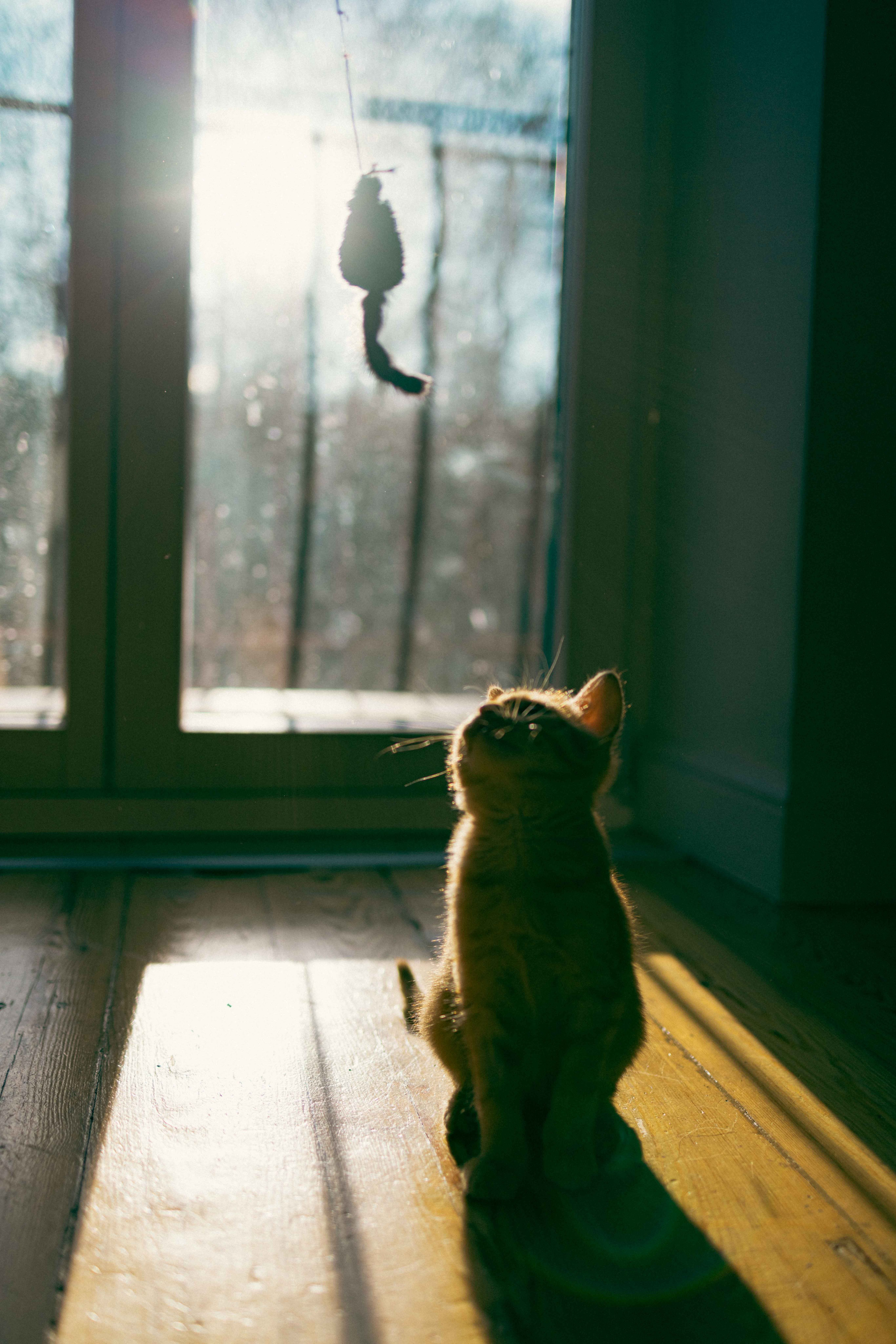 Кускус. Фотограф-анималист в Москве Лера Черноног