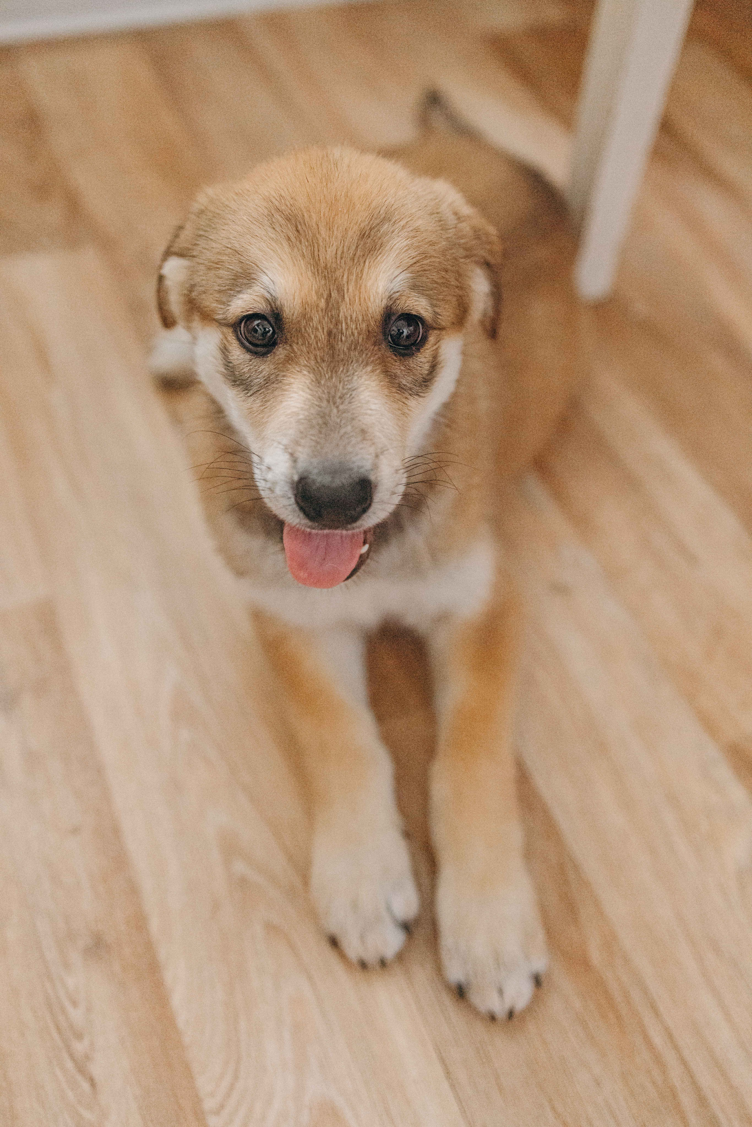 Щеночки на кухне. Фотограф-анималист в Москве Лера Черноног