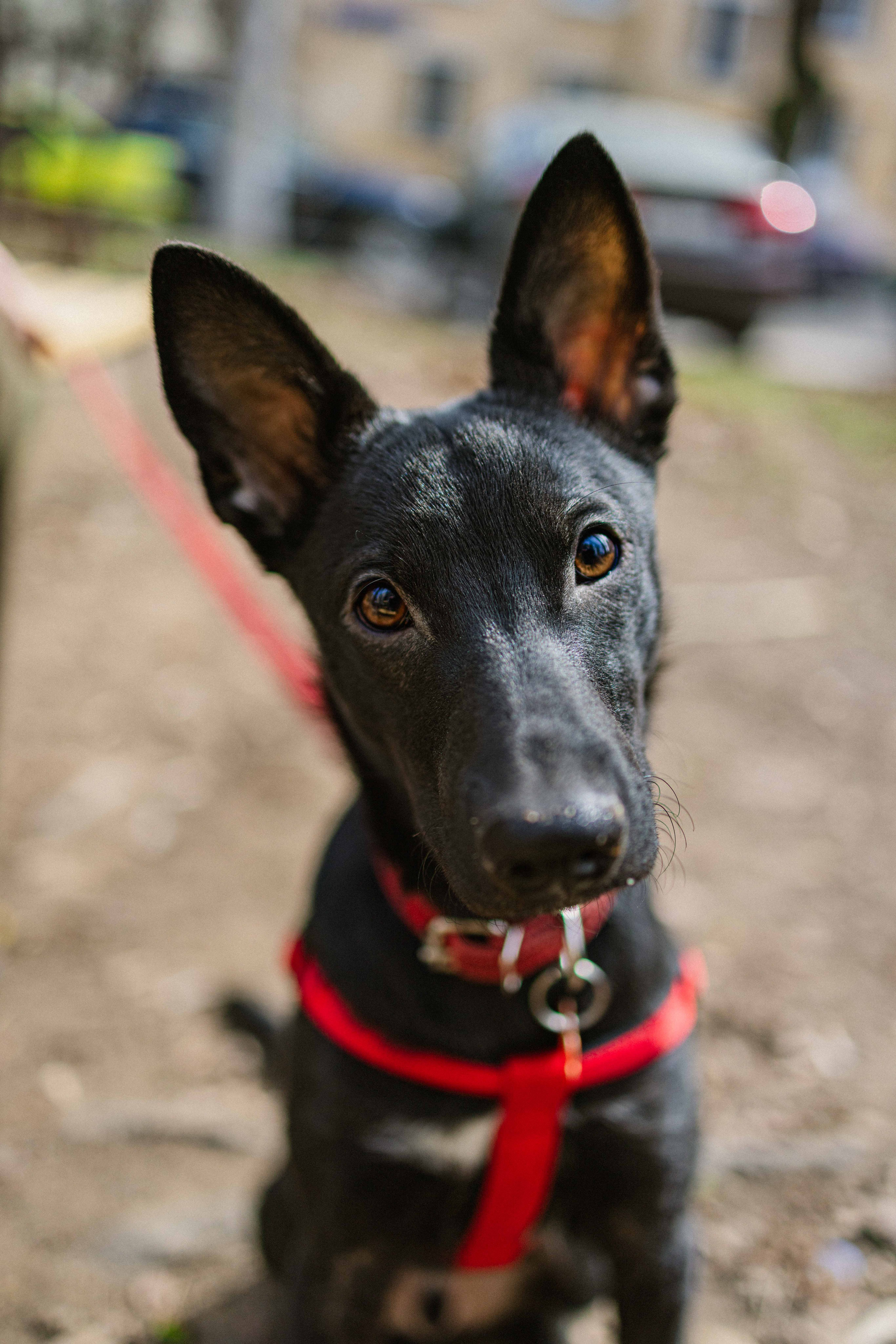 Булька. Фотограф-анималист в Москве Лера Черноног