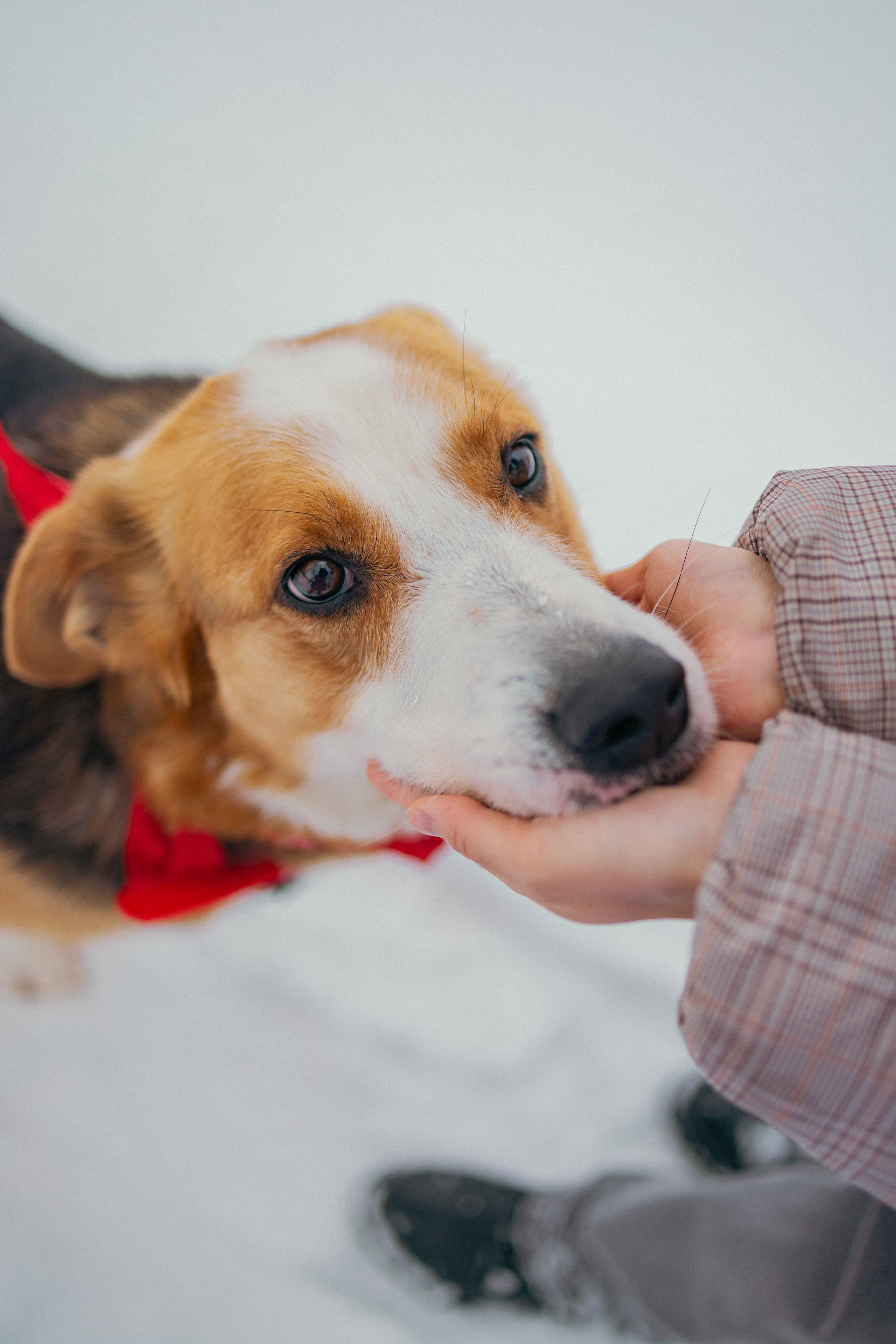 Петя. Фотограф-анималист в Москве Лера Черноног
