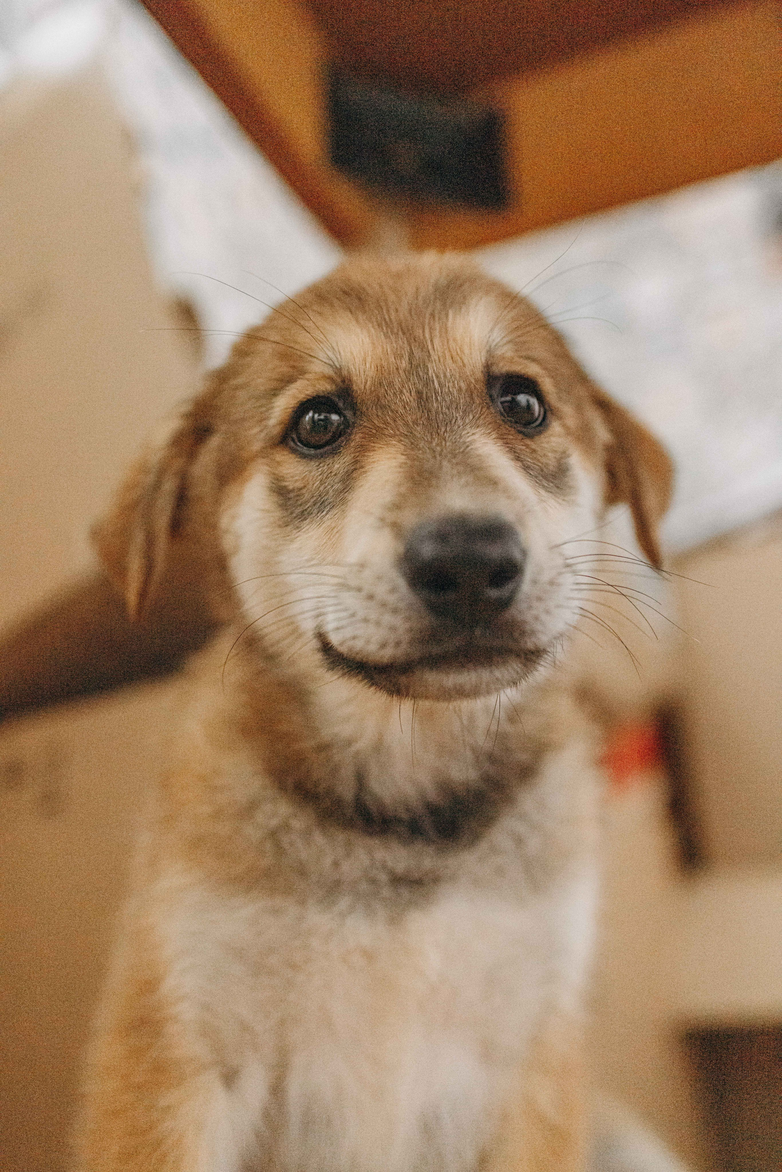 Щеночки на кухне. Фотограф-анималист в Москве Лера Черноног