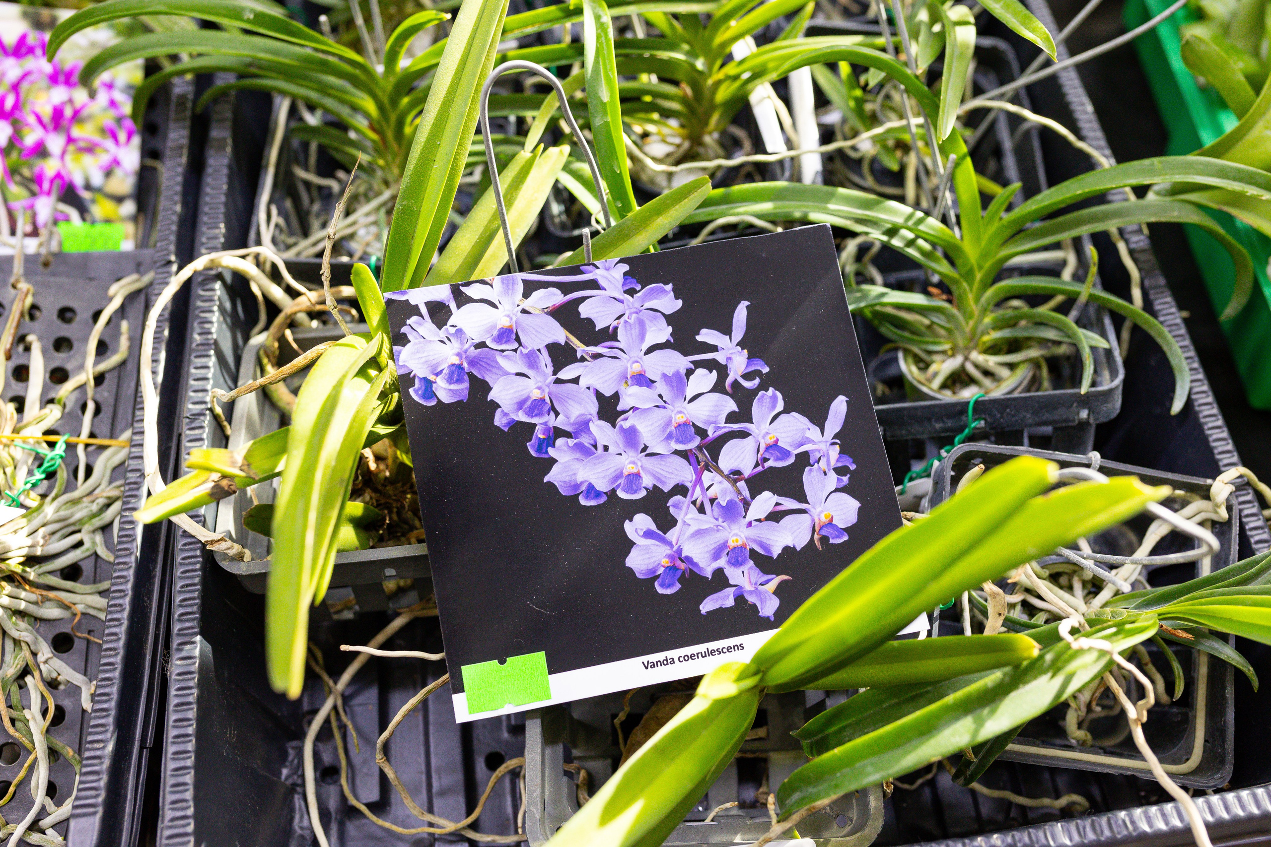 Орхидиум сентябрь 2025. Александра Куликова фотограф, Москва