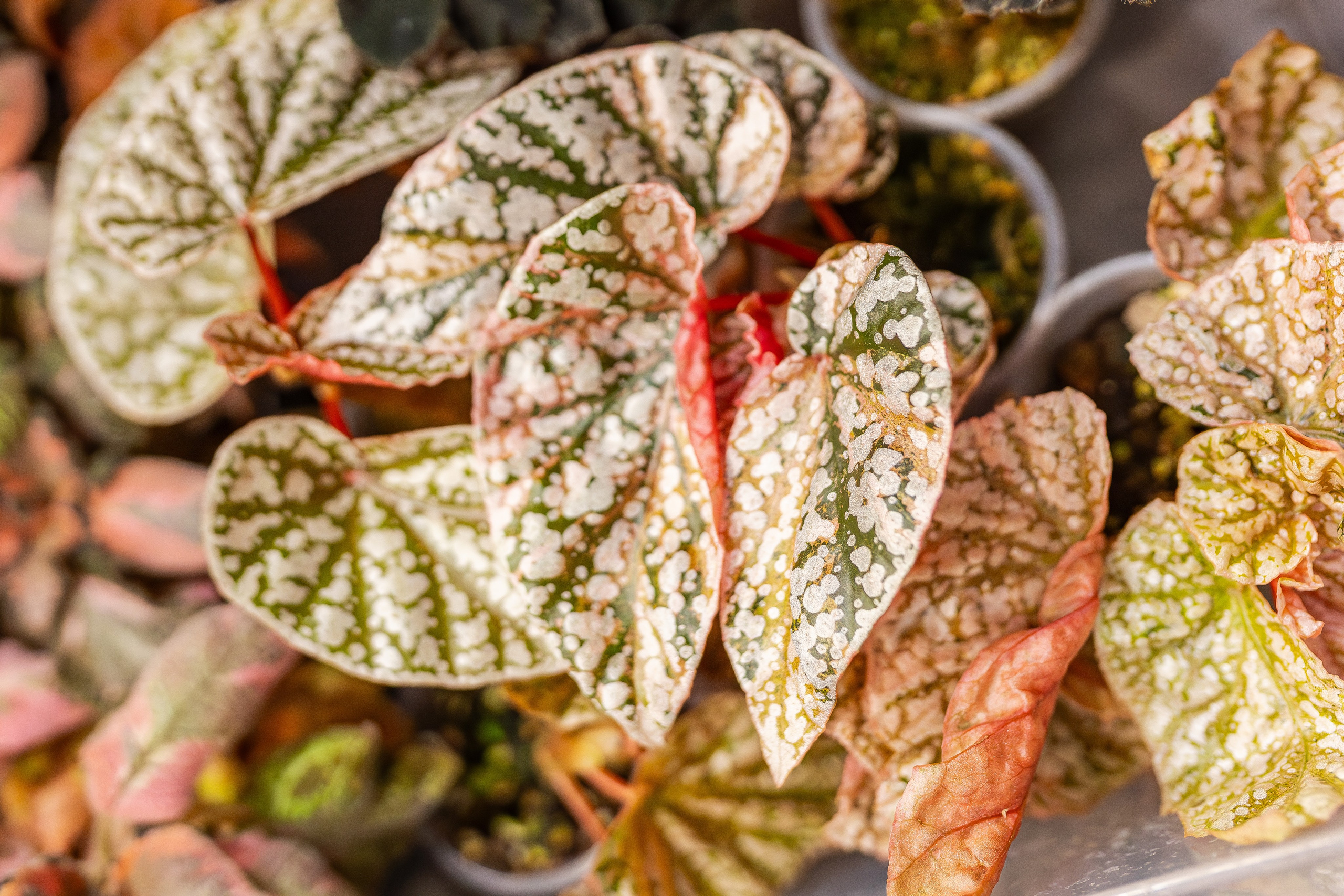 Монстериум апрель 2026. Александра Куликова фотограф, Москва