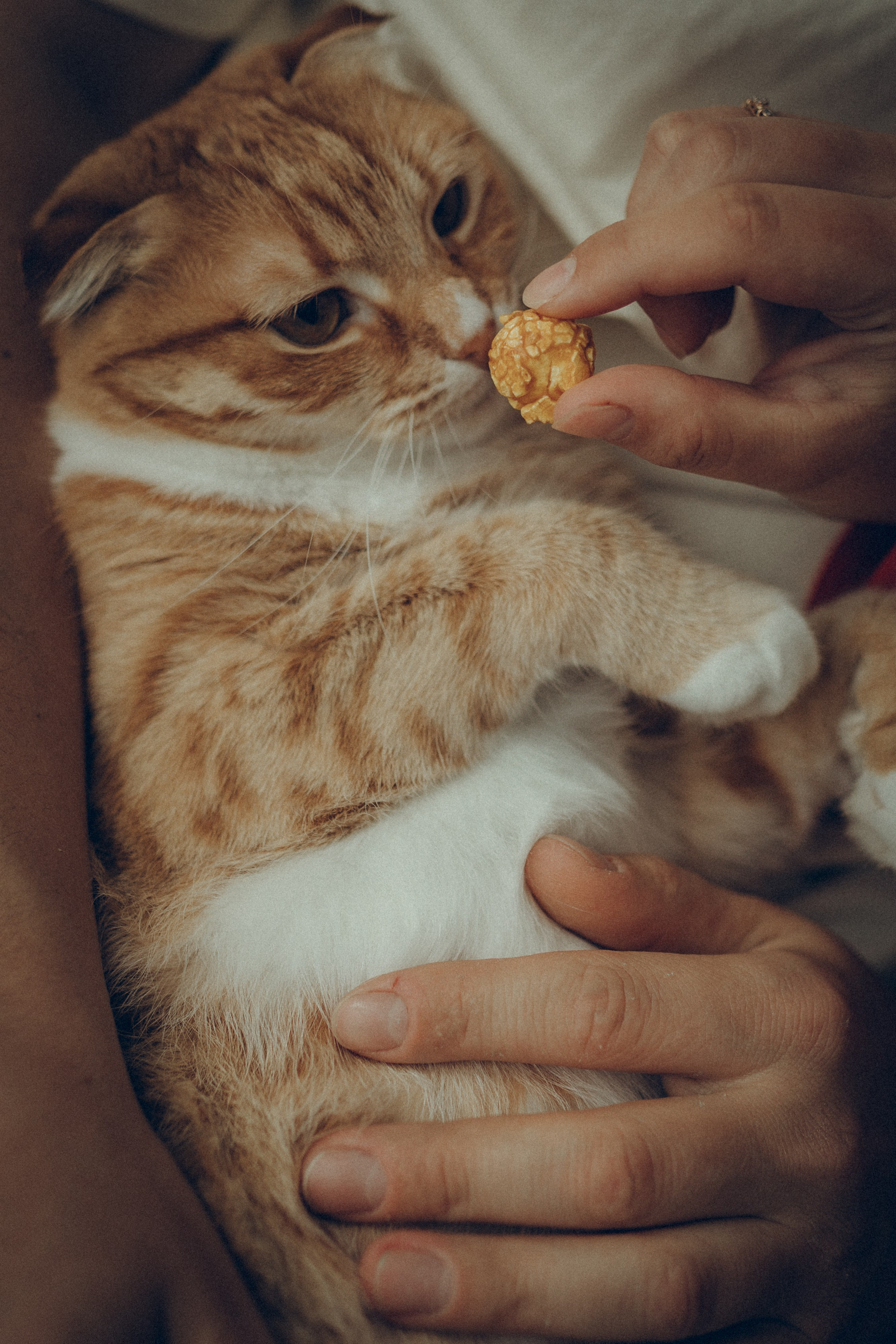 Аня & Кирилл. Семейный фотограф и фотограф на роды в Ростове-на-Дону Мухина Виктория