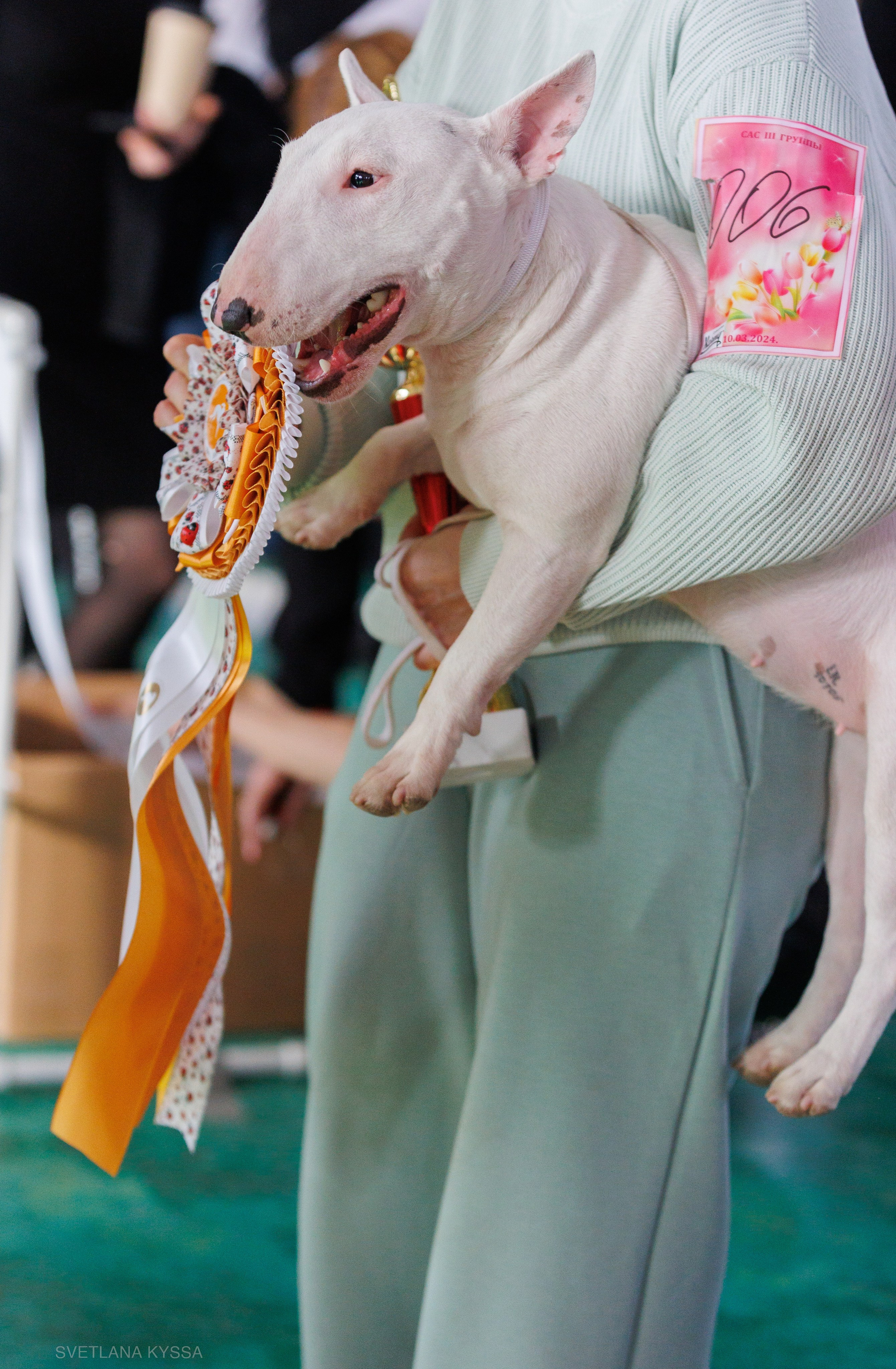 Фото с выставки собак. Фотограф — анималист Светлана Кысса|фотограф собак в Краснодаре и Нижнем Новгороде
