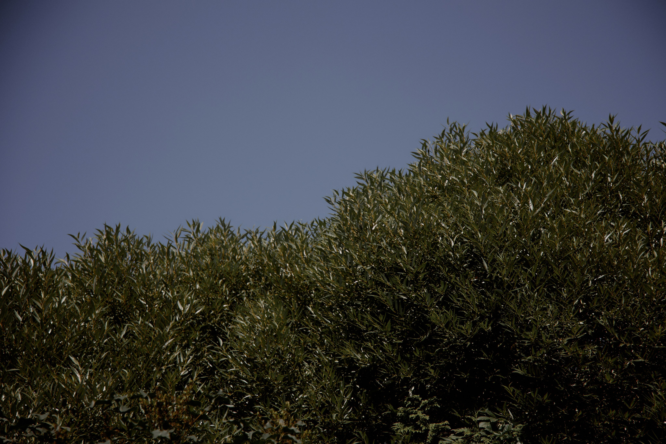 Мехико-тема. Фотограф Елена Краснопевцева