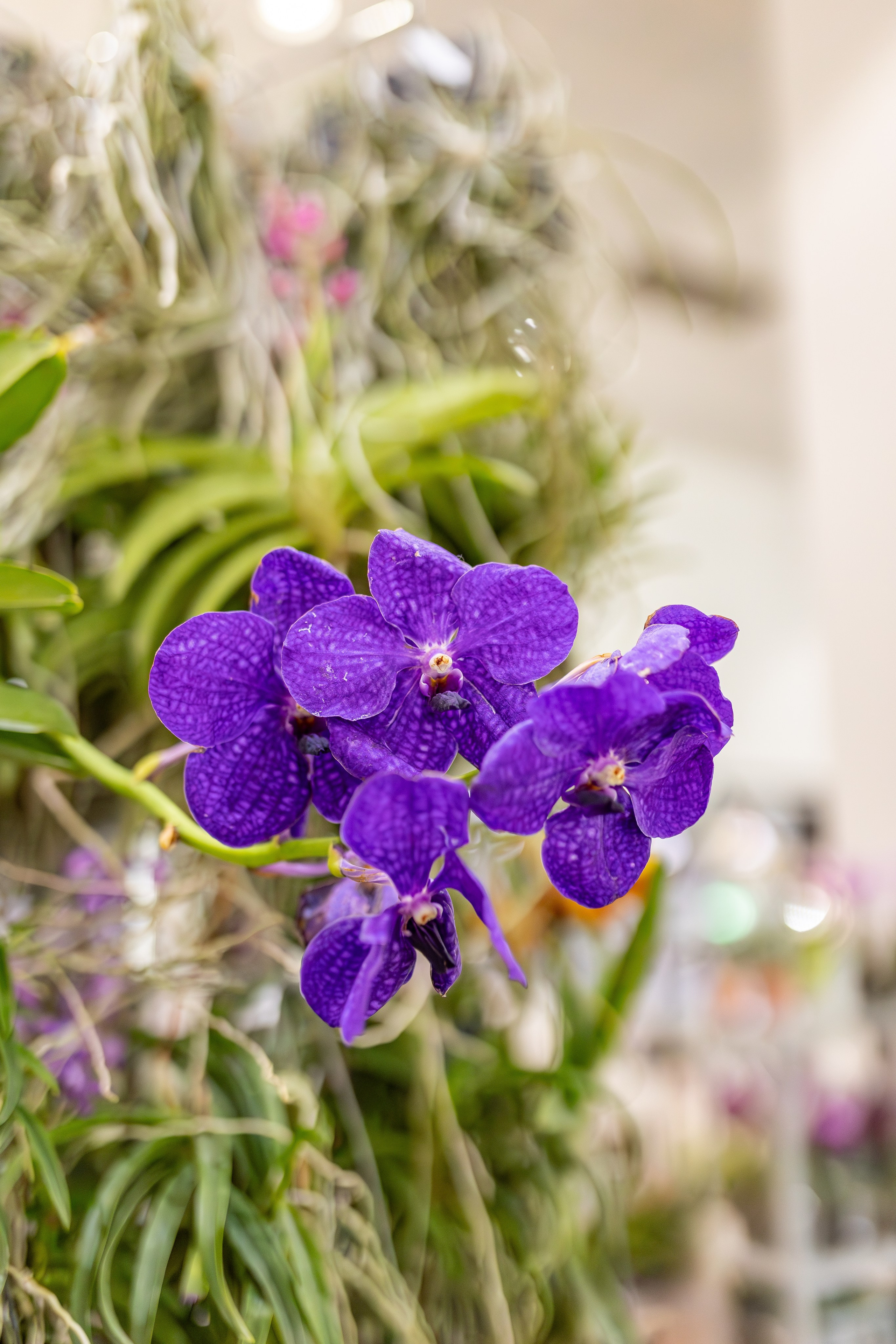 Орхидиум сентябрь 2025. Александра Куликова фотограф, Москва