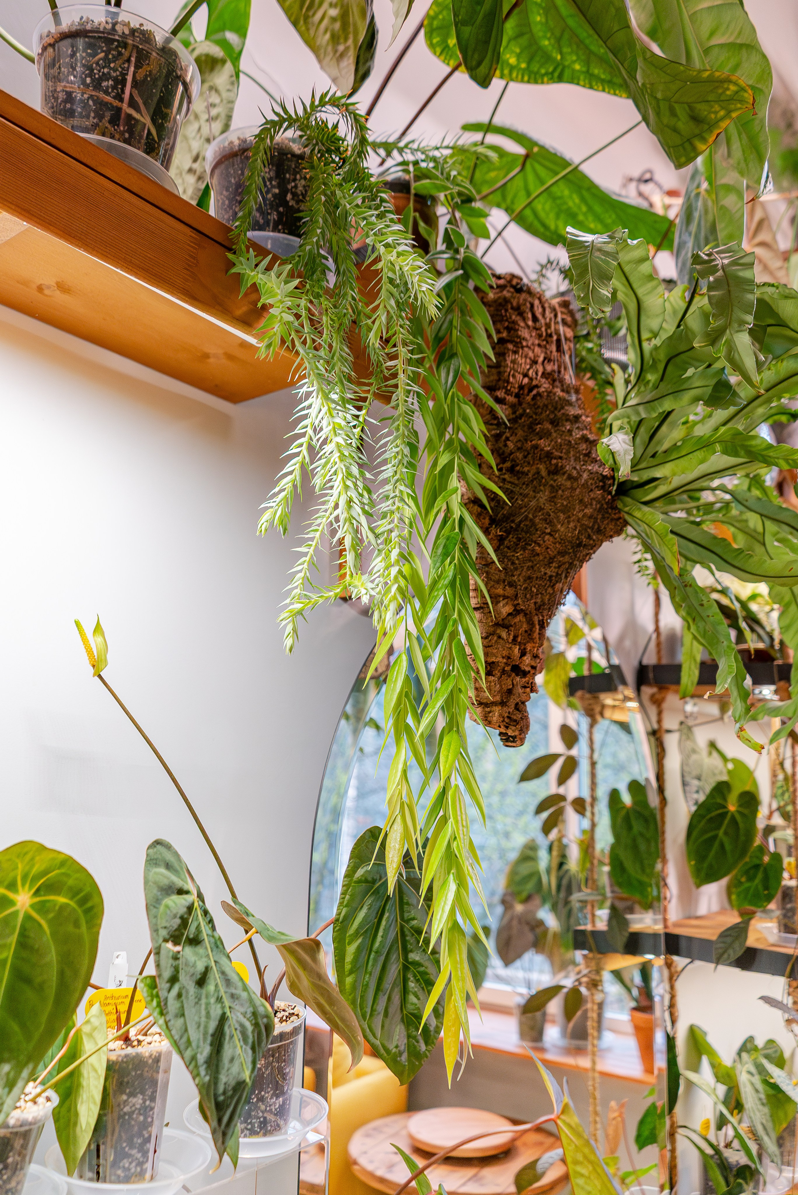 Make more plants. Александра Куликова фотограф, Москва