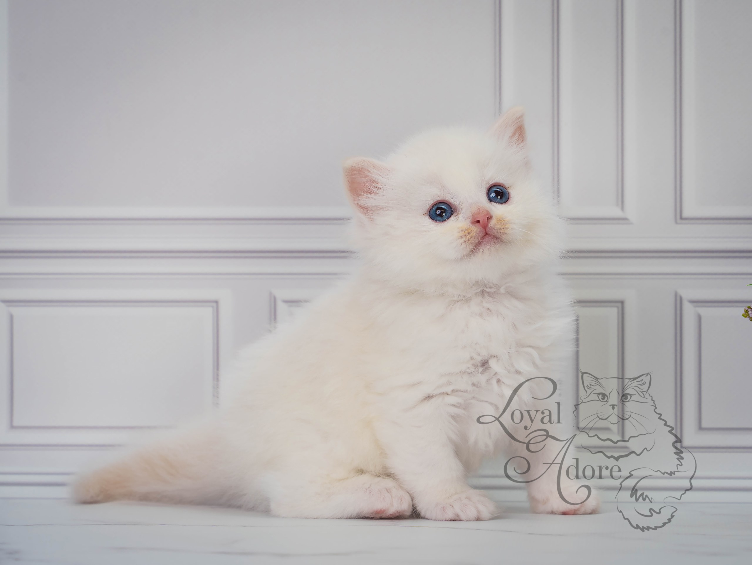 Все свободные котята. Питомник рэгдолл Loyal Adore