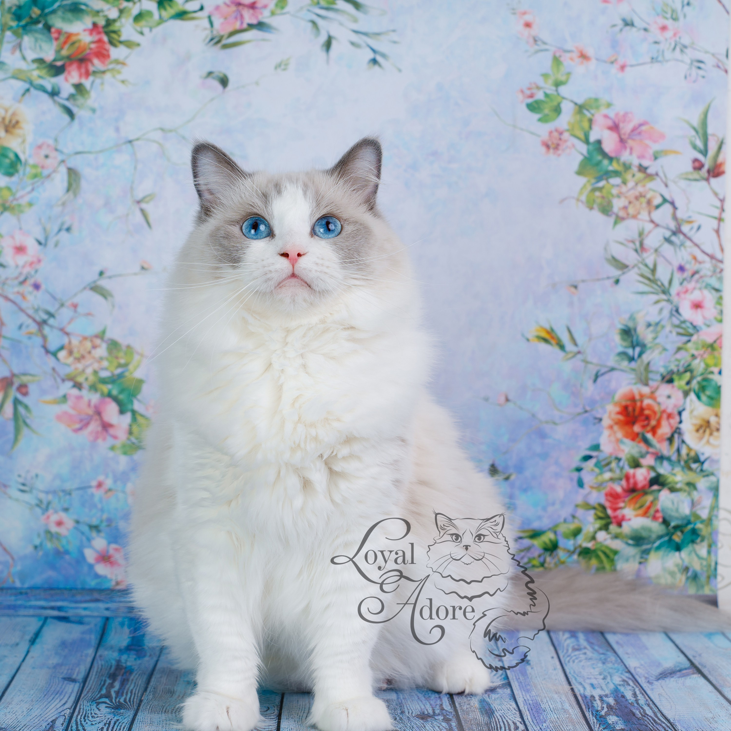 Кошки производители Loyal Adore. Питомник рэгдолл Loyal Adore