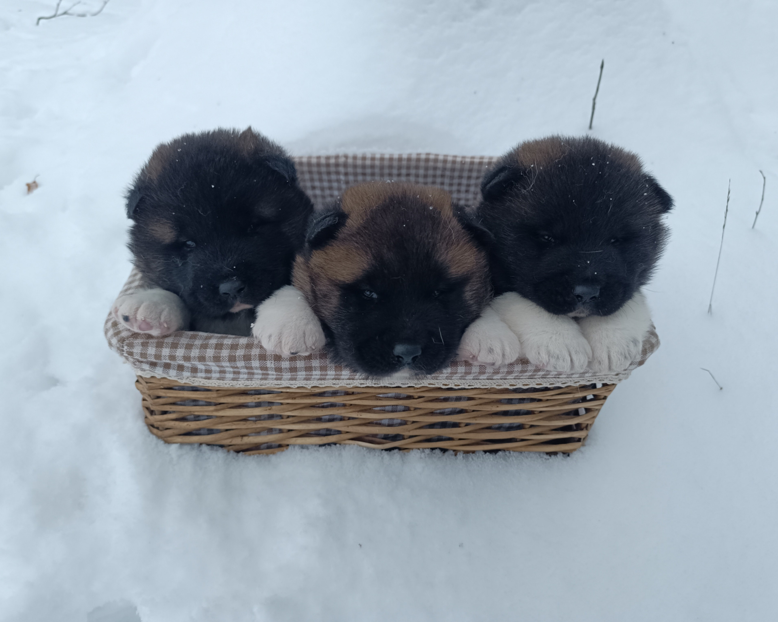 Американская акита  щенки питомник Санкт-Петербург клубные щенки Американская акита питомник RUBYLIGHT Рубилайт купить щенка американской акиты