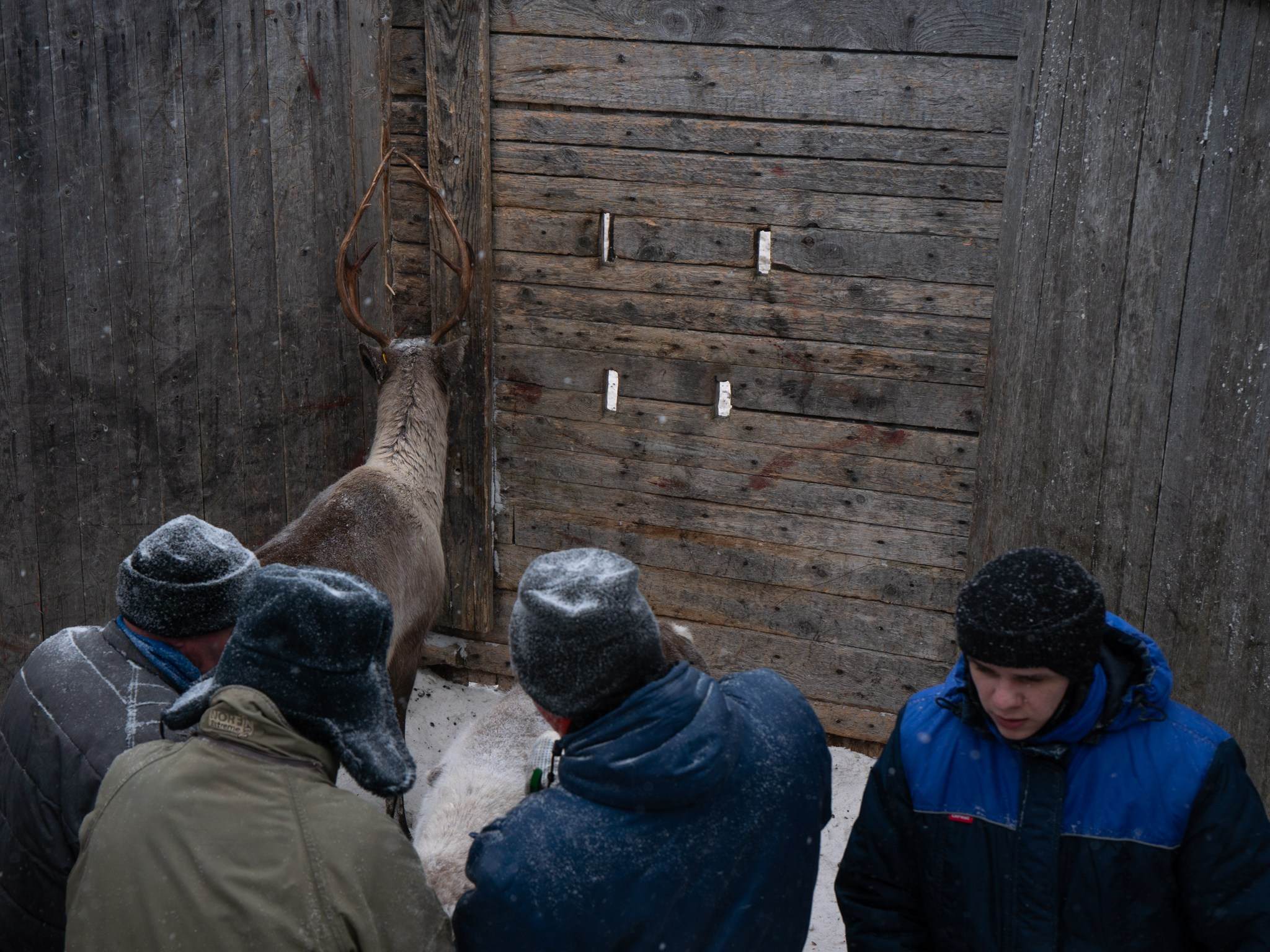 Кораль. На север к оленям. Репортажный фотограф в Сочи — Михаил Мордасов