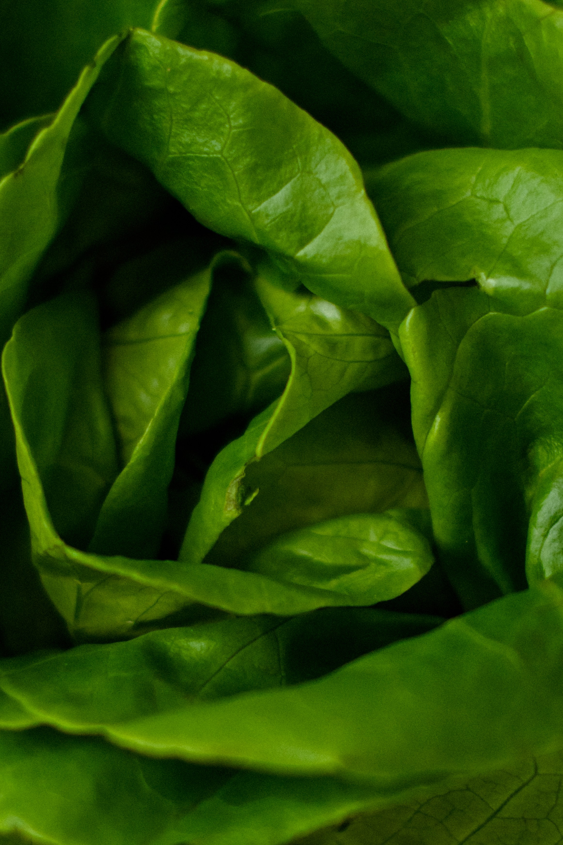 Нутрициолог. Свадебный фотограф в Санкт-Петербурге София Шубик