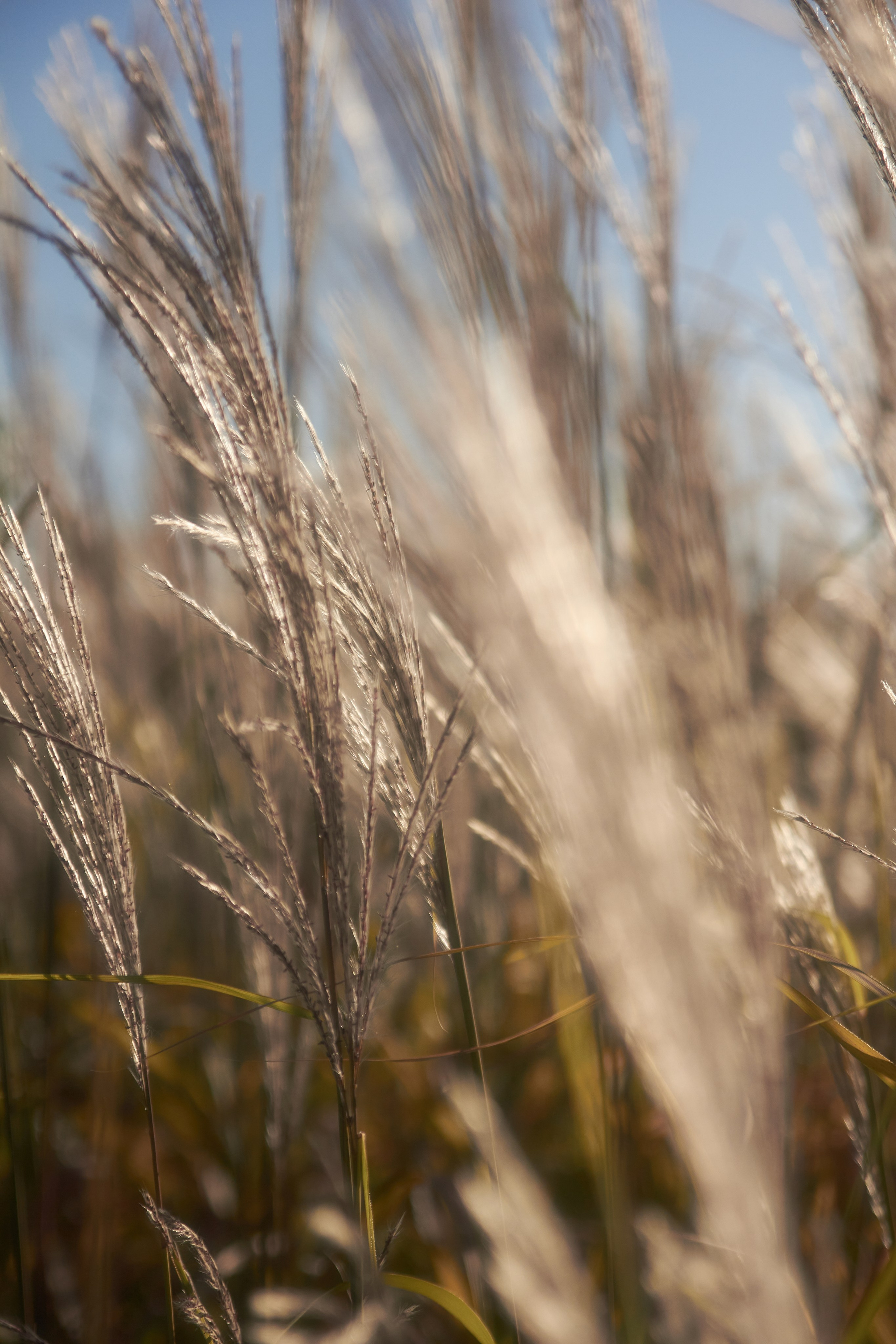 Цветы. Фотограф Сергей Яркин