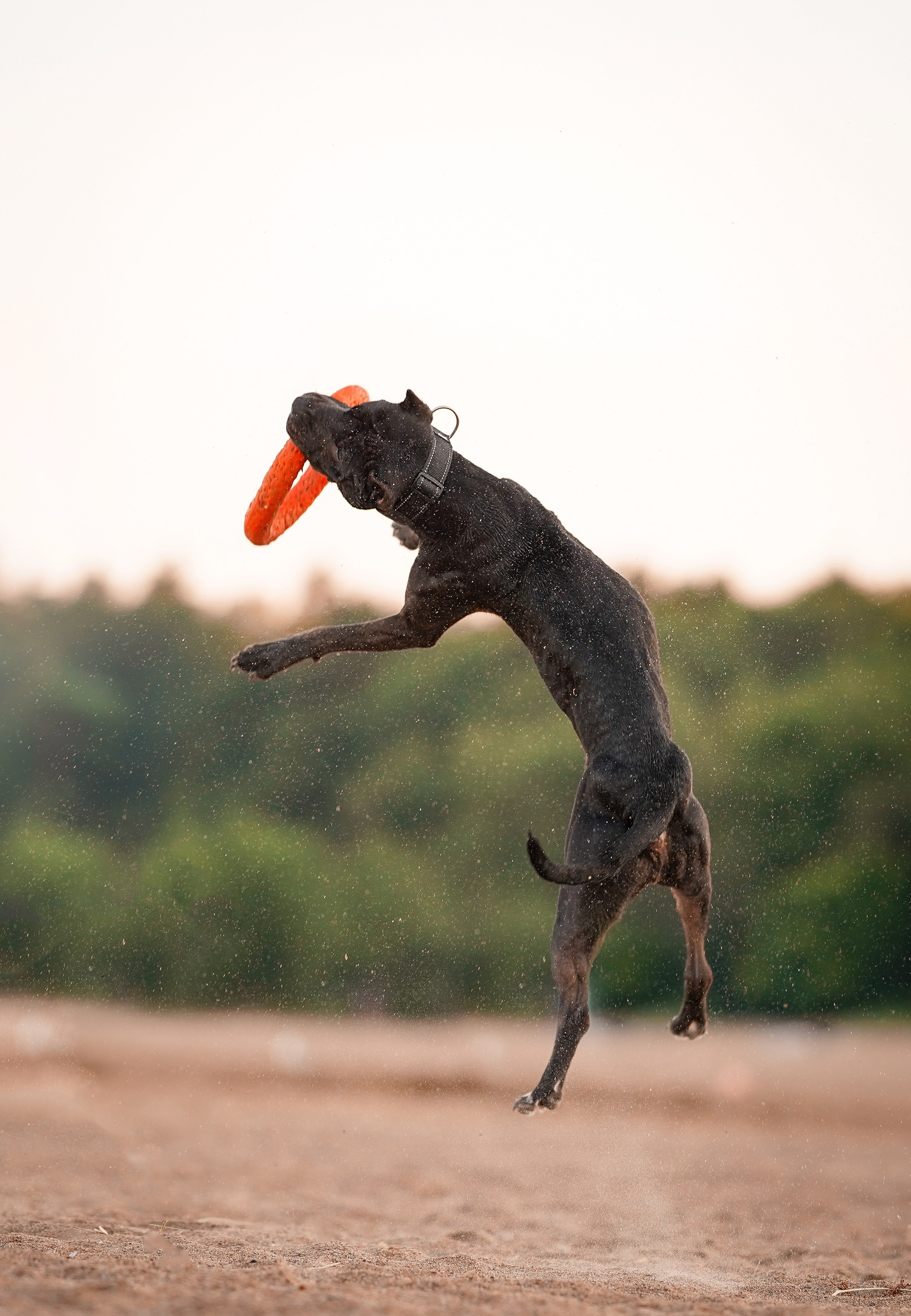 Татьяна Изи и Джем. Фотограф-анималист в Санкт-Петербурге Яна Мартынова