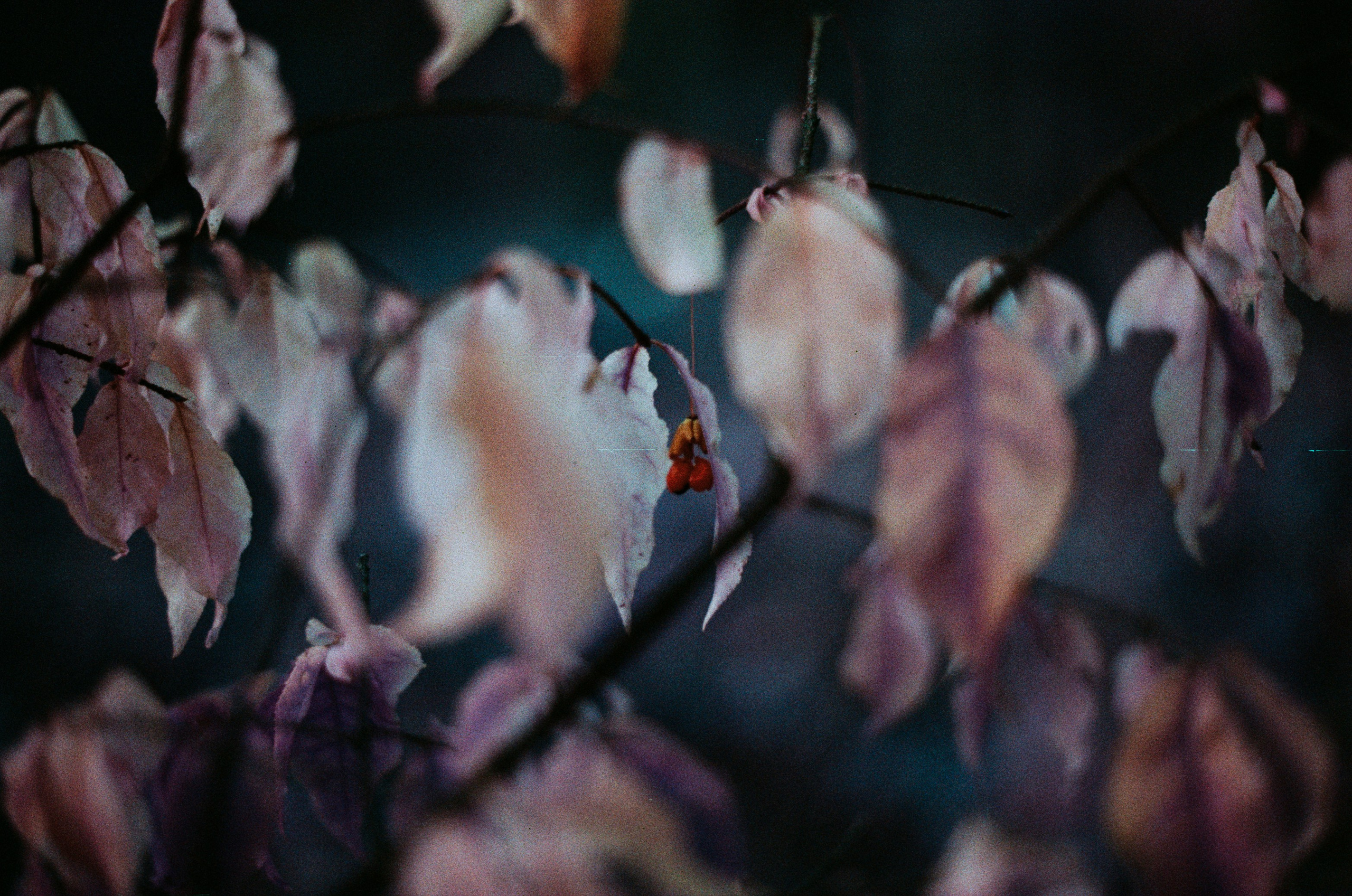 Purple overdose II. EVER EXPOSED