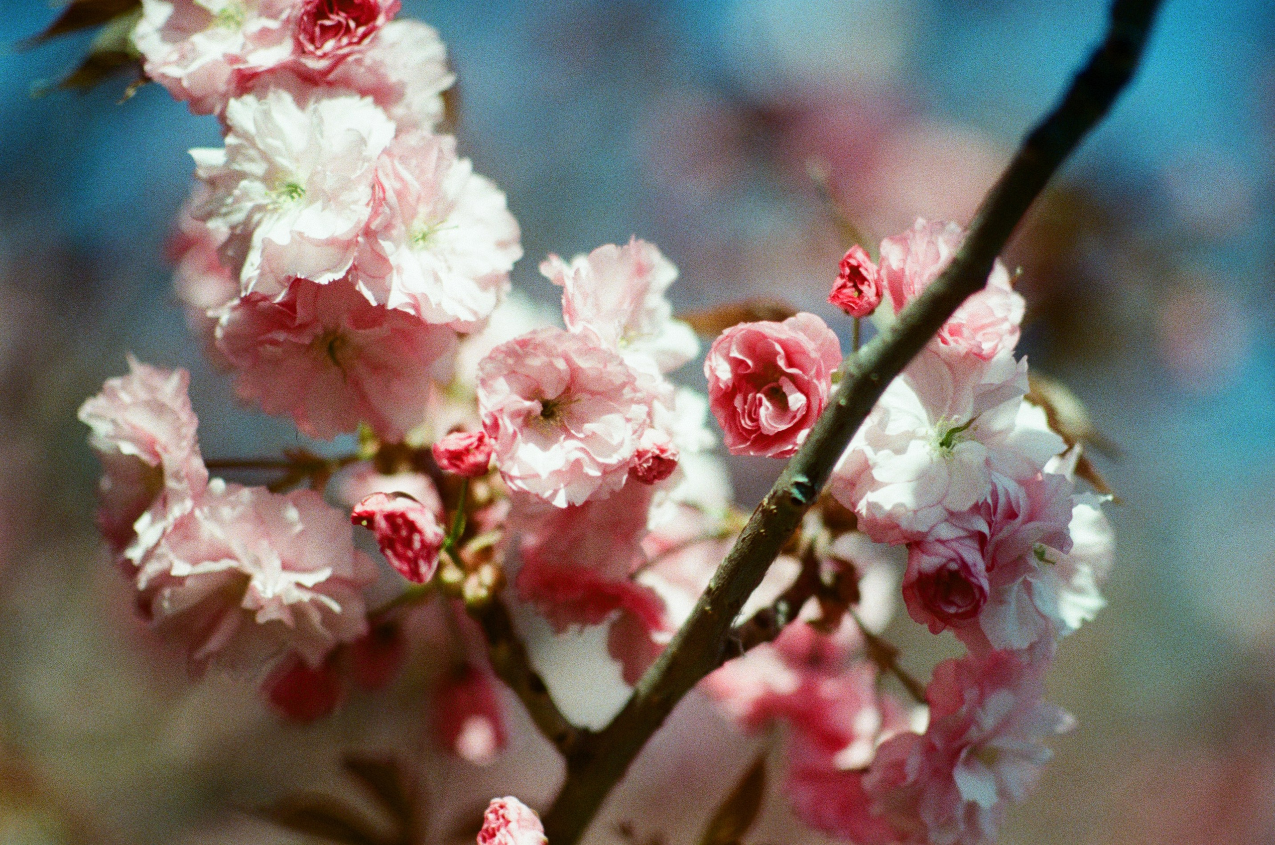 Sakura blues // ukraine, crimea IV. EVER EXPOSED