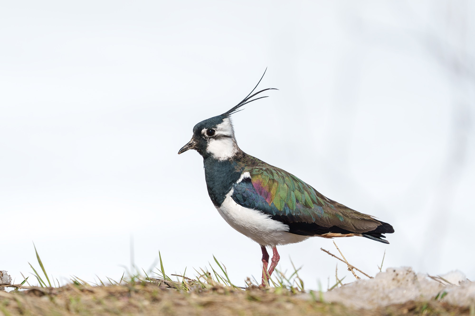 Удивительные мир птиц. Вокруг нас столько прекрасного — присмотритесь!. Ваш личный фотограф Марина Волкова
