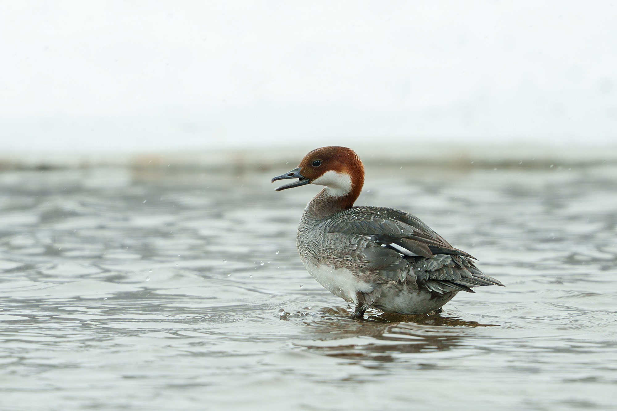 Удивительные мир птиц. Вокруг нас столько прекрасного — присмотритесь!. Ваш личный фотограф Марина Волкова
