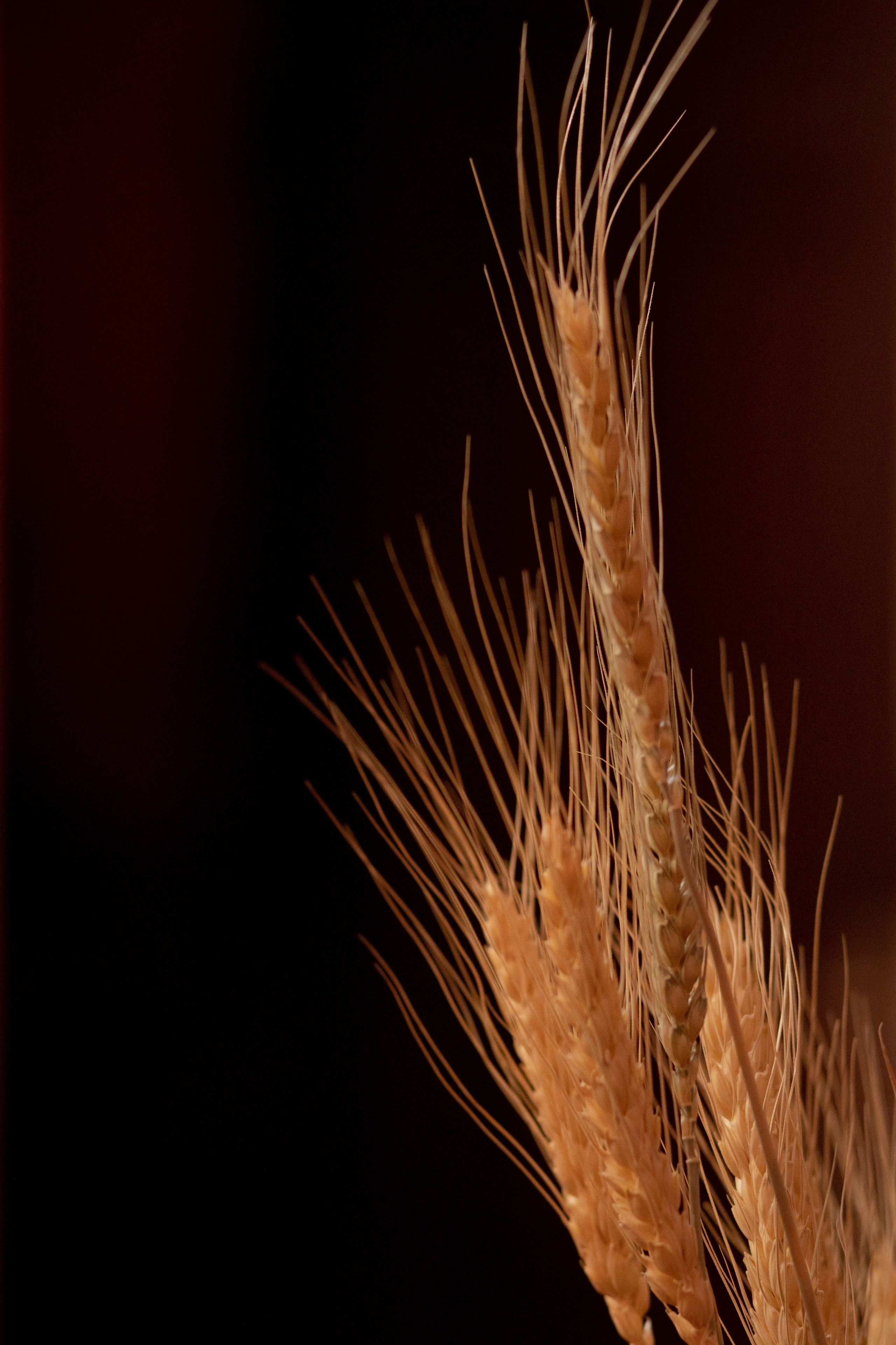 Новогодний корпоратив в фольклорном стиле. Особняк Лемана. Оформление свадеб, декор свадеб Вера Маркова, Москва