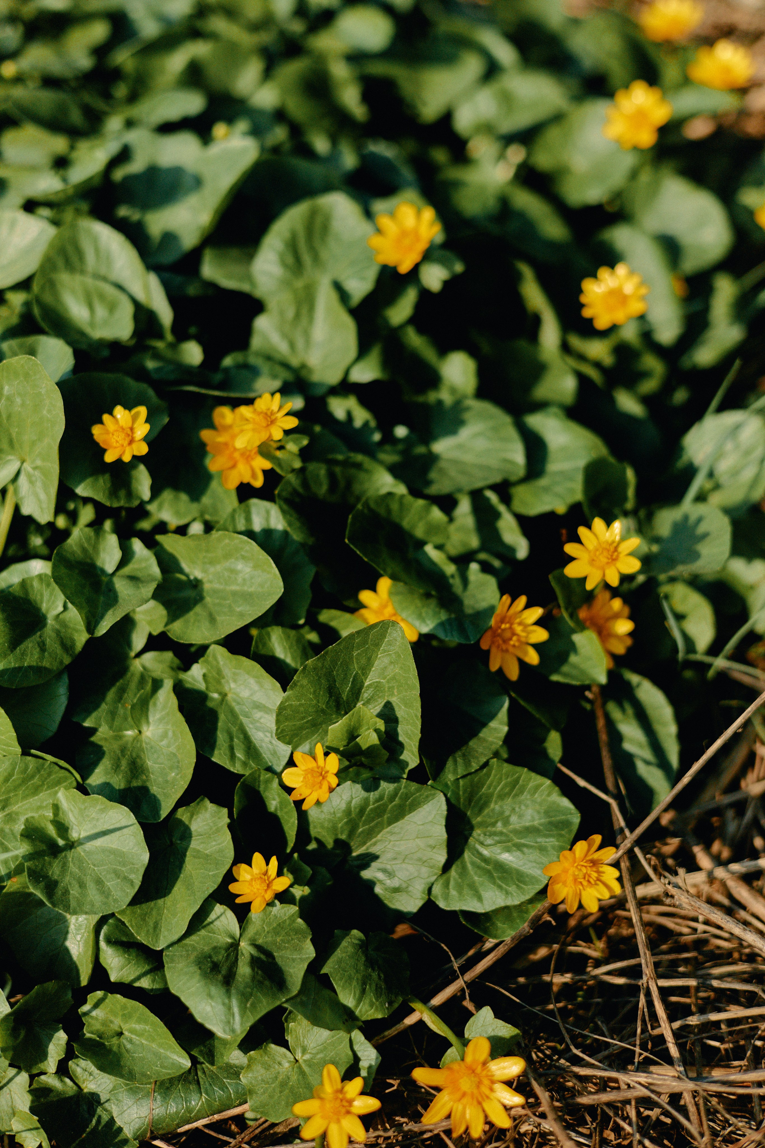Бутик-отель Поле летом. Профессиональный Фотограф во Владимире, в Москве и в Суздале — Полина Романычева