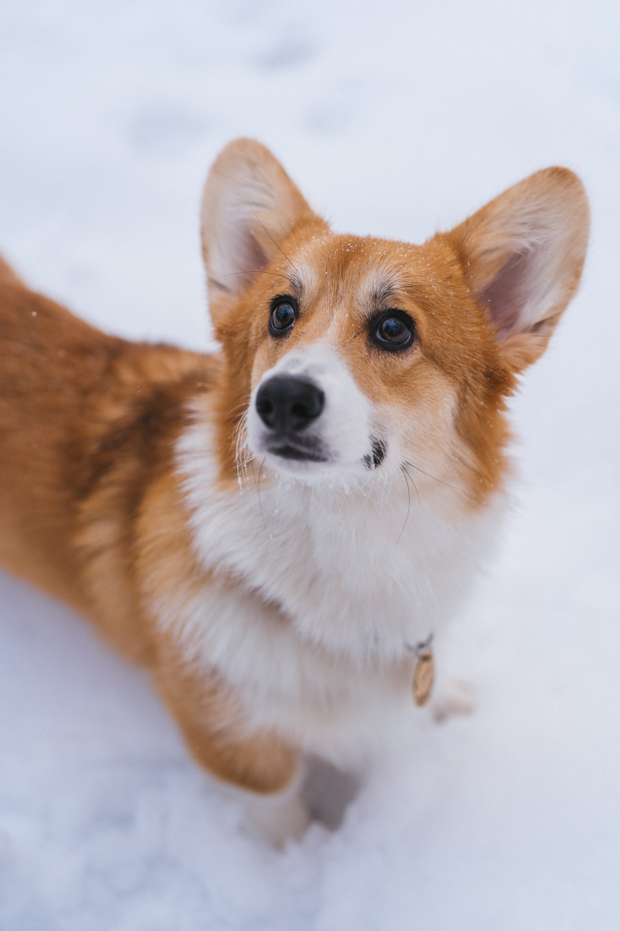 Агата и Лайк. Свадебный фотограф в Москве Анна Полушина