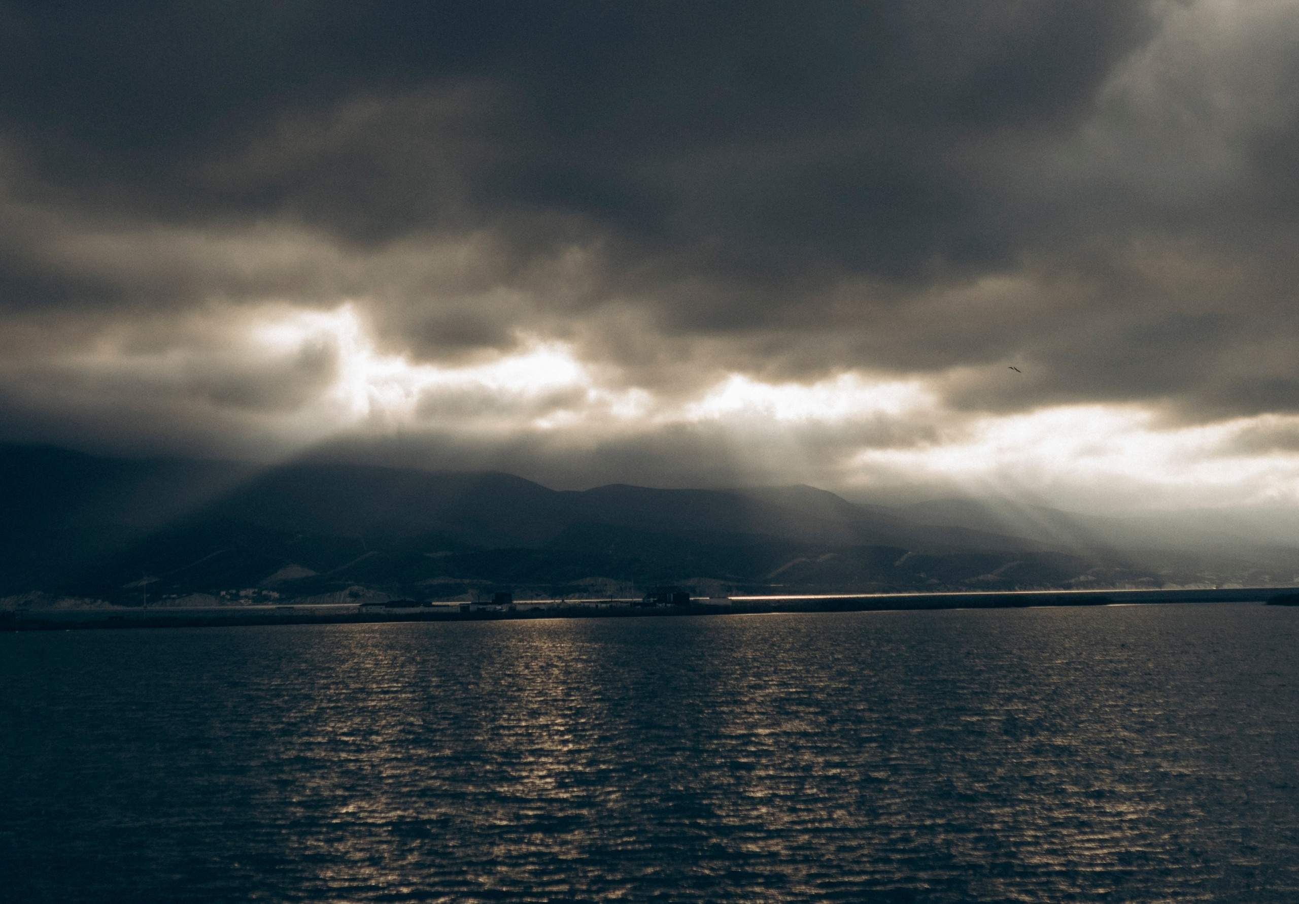 Друг человека. Фотограф Дарья Филатова