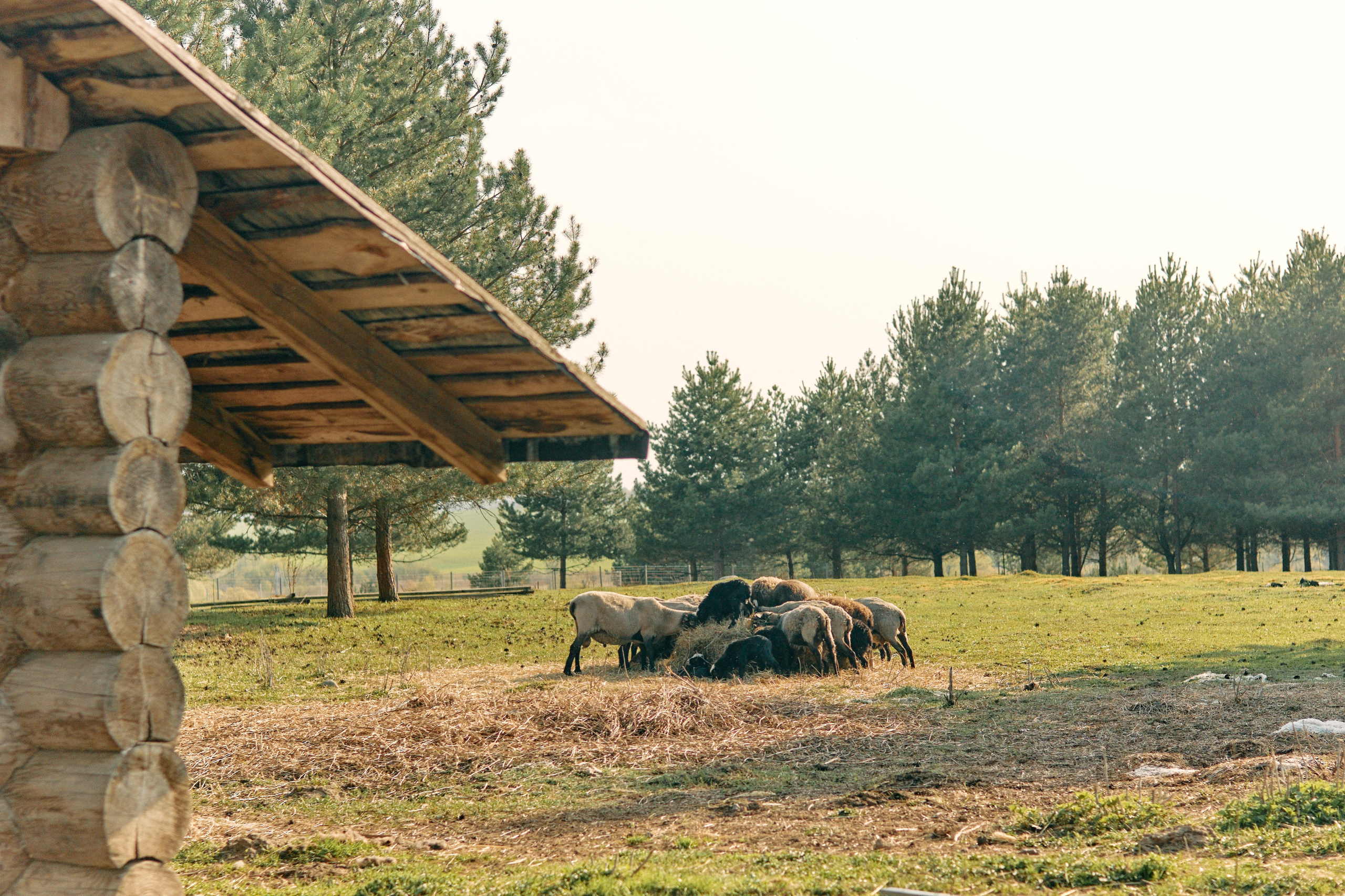 Бутик-отель Поле летом. Профессиональный Фотограф во Владимире, в Москве и в Суздале — Полина Романычева