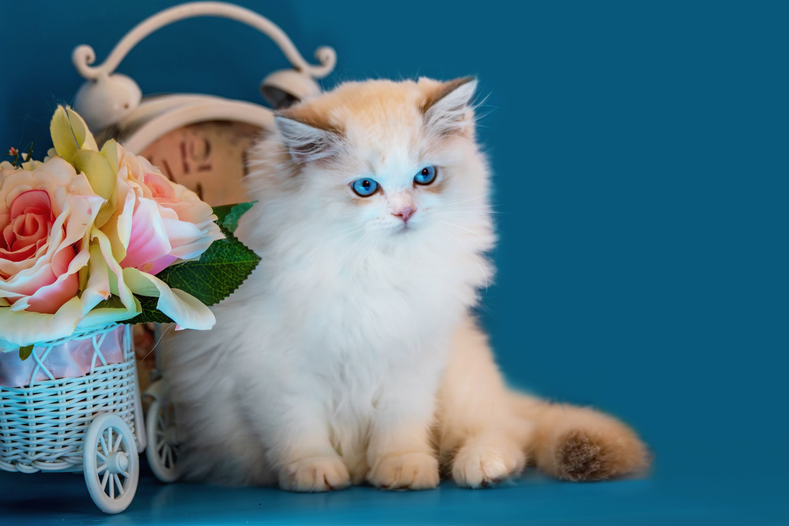 Фотосессия щенков от 7-и дней в стиле ньюборн. Фотограф анималист — Тула, Москва