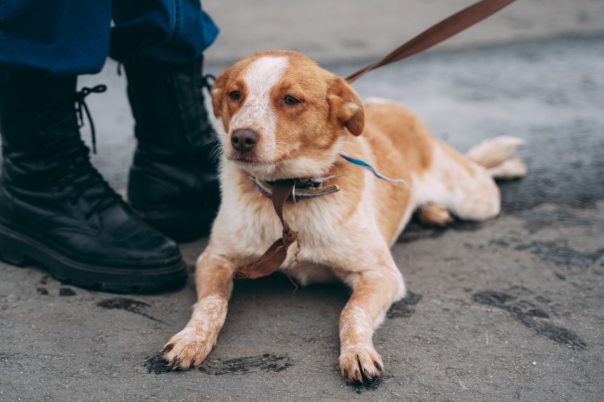 Съемка для благотворительного фонда «Дог 24». Фотограф-анималист, портретный фотограф в Чебоксарах Мария Садыкова