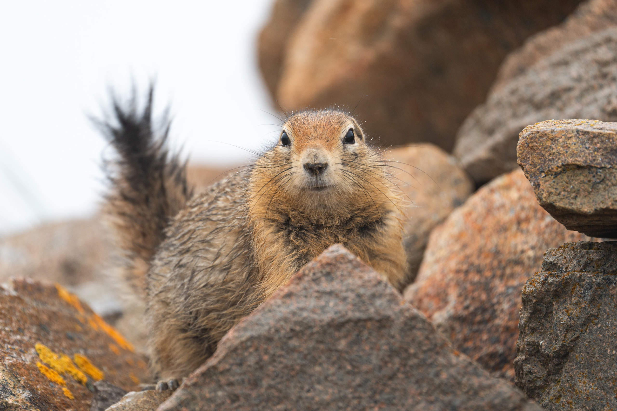 Анималистика. Gusarov Travel Photography