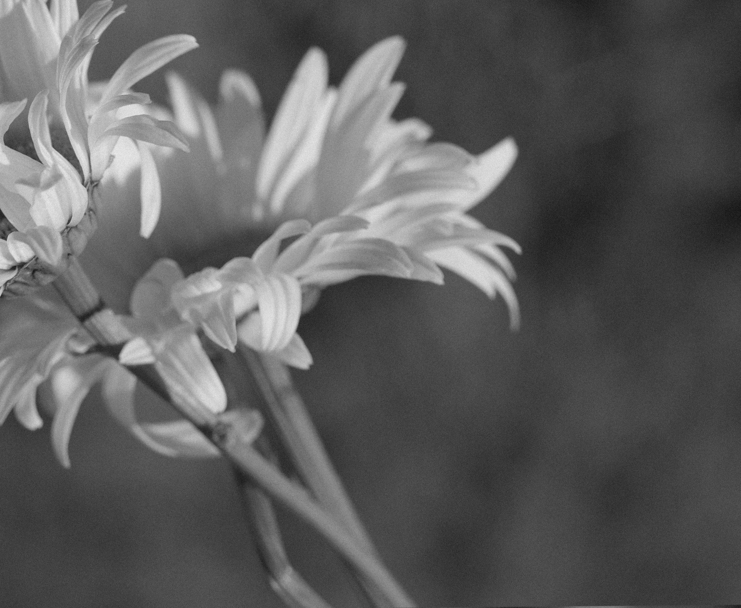 Евгения. Свадебный и семейный фотограф Диана Лбова. Чебоксары